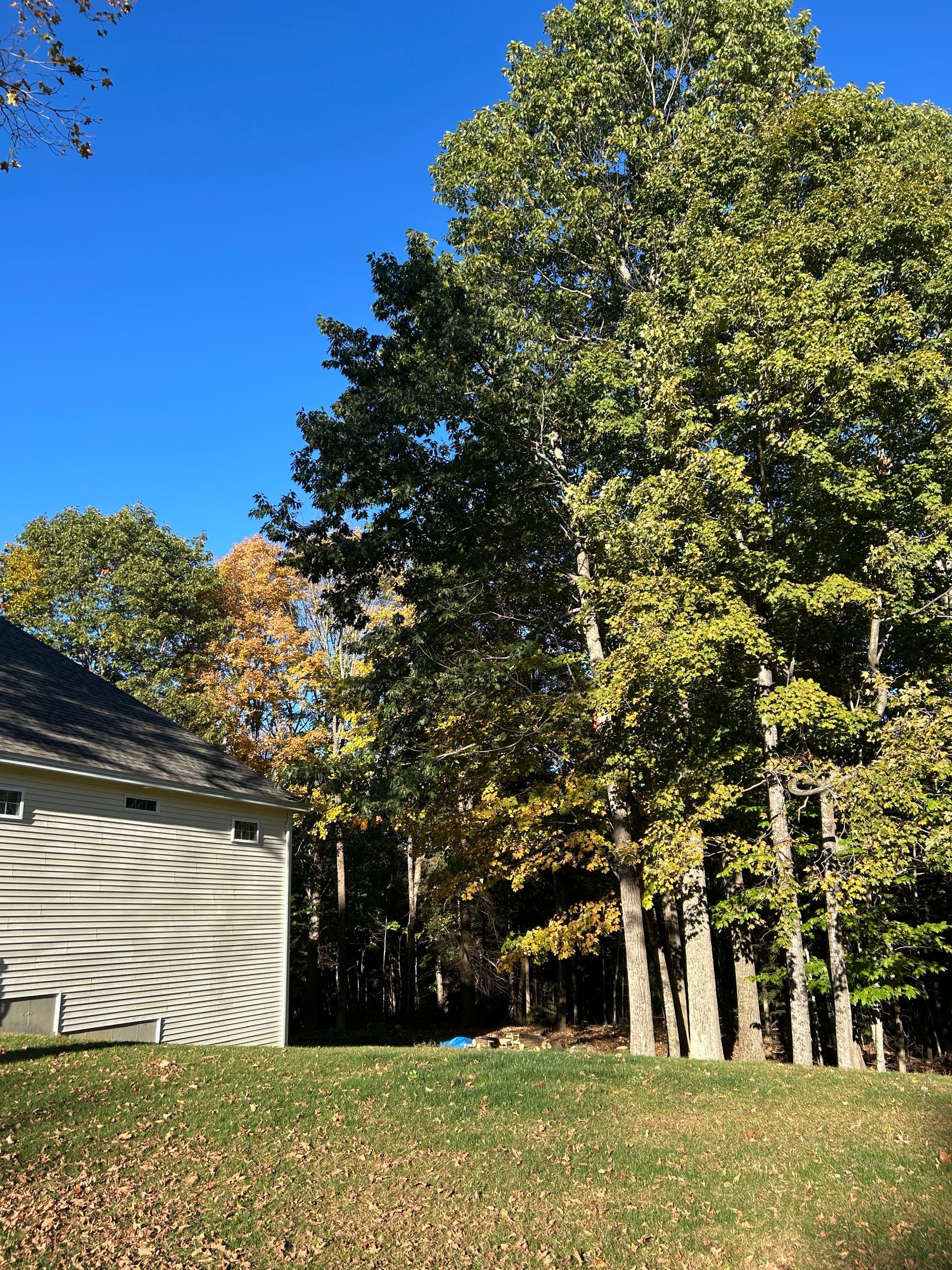 Backyard with a house, grassy lawn, and tall trees under a clear blue sky