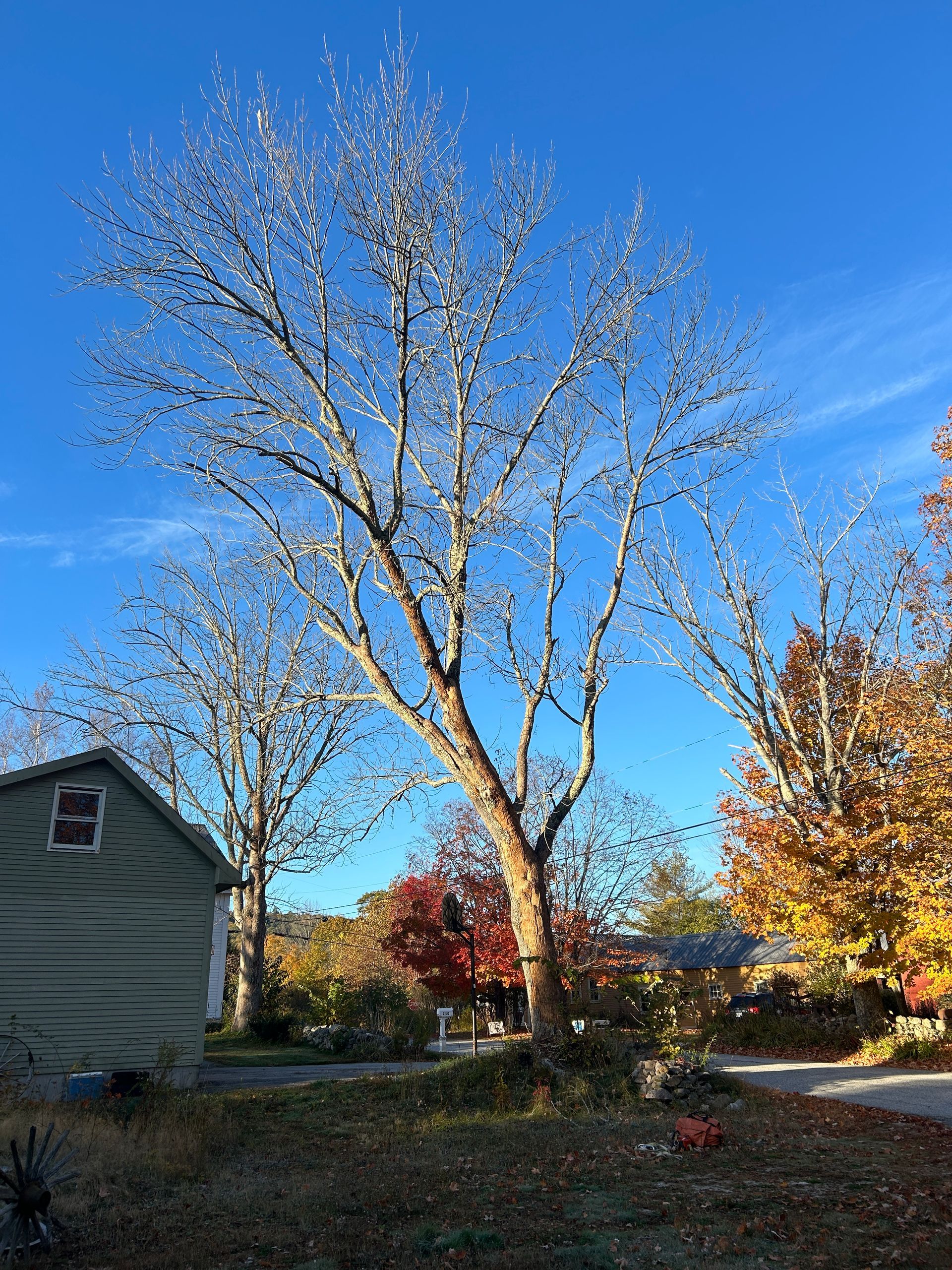 Leafless tall tree in a yard beside a house, with autumn-colored trees under a bright blue sky.