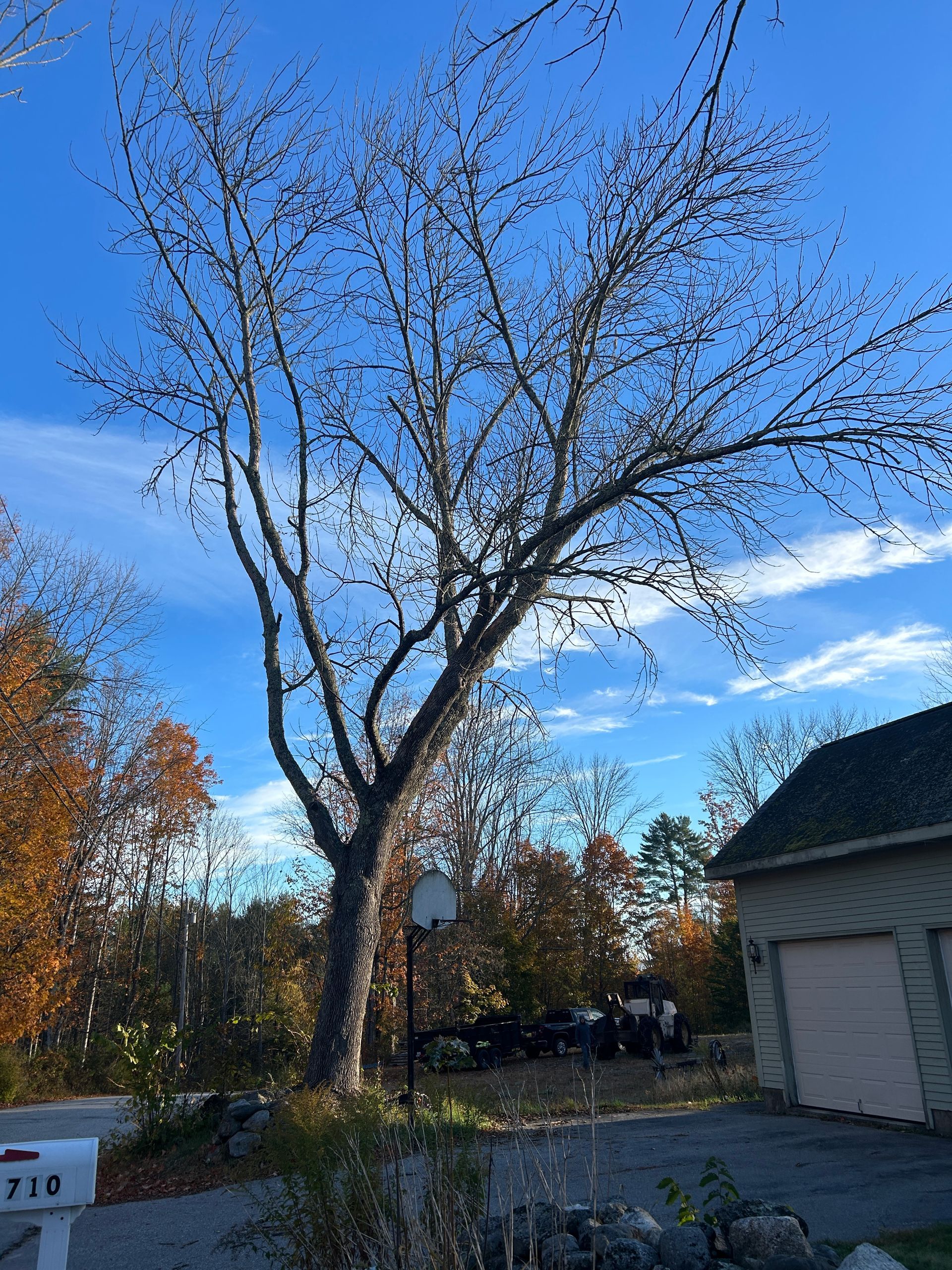 Tall leafless tree in a suburban yard beside a house under a blue sky