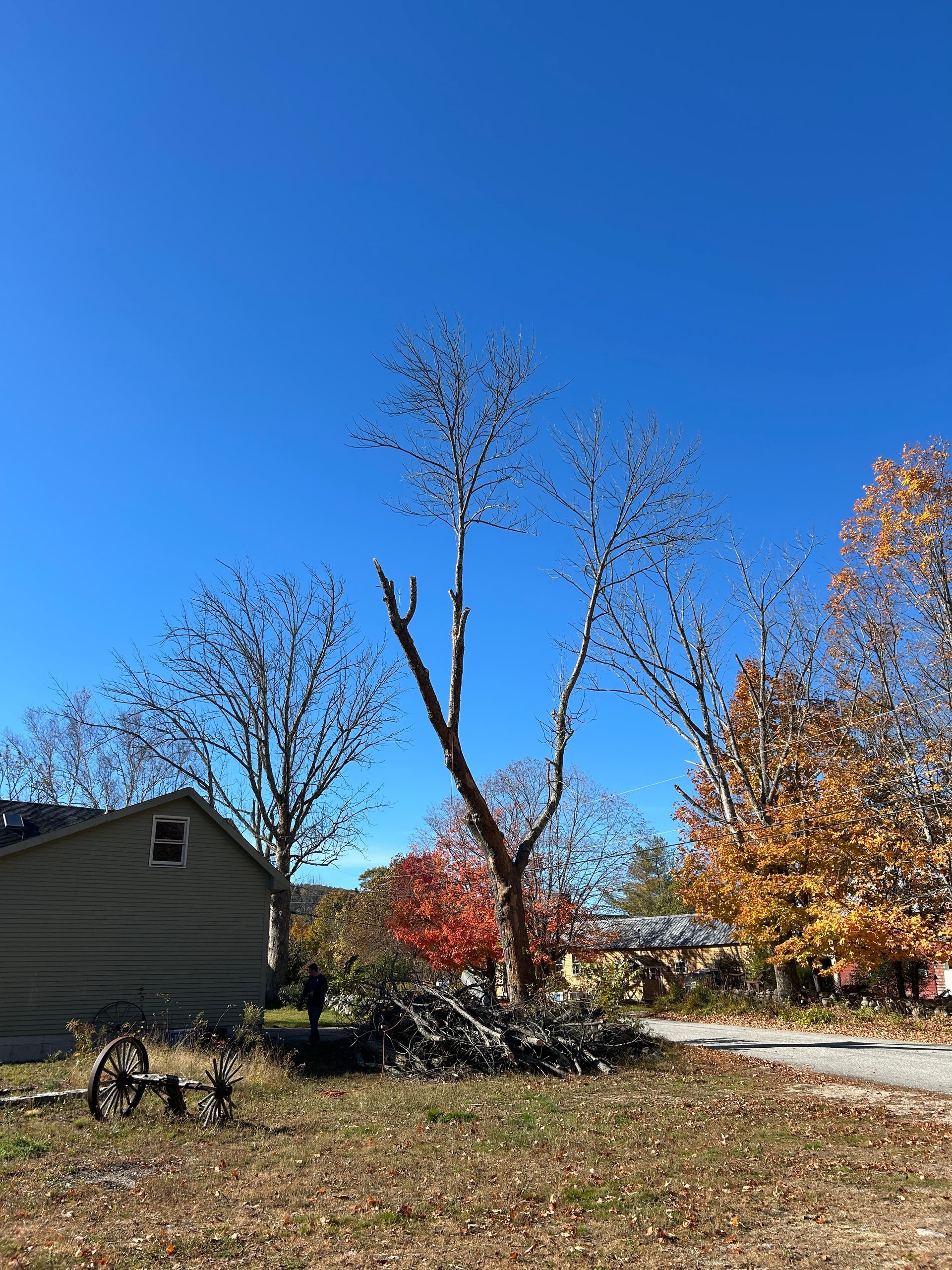 Backyard with bare trees, autumn leaves, and a small house under a clear blue sky.