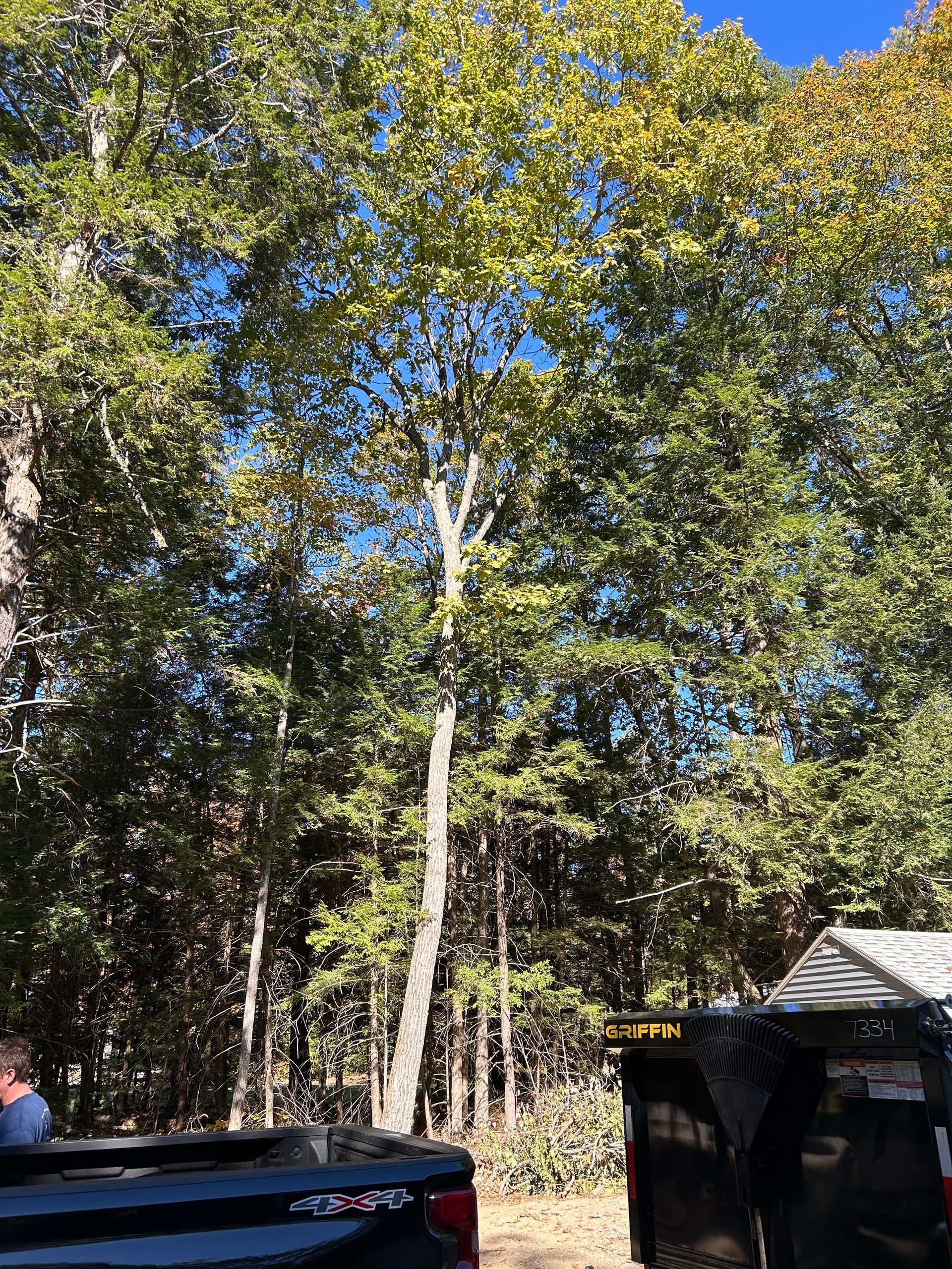Tall trees with green and yellow leaves under a clear blue sky, with a black trailer and car in the foreground