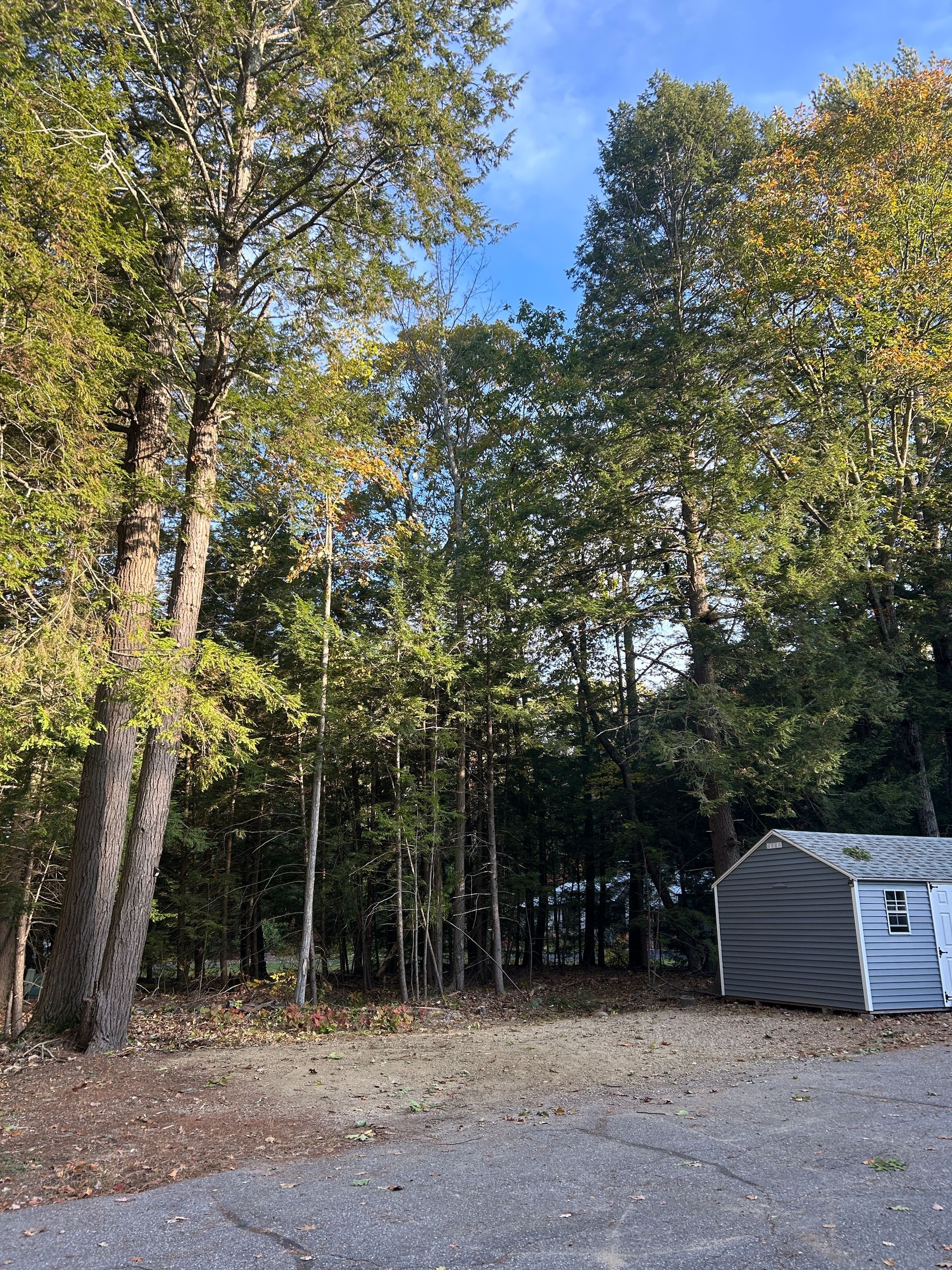Wooded backyard beside a gravel drive, with tall trees and a small gray shed under a blue sky
