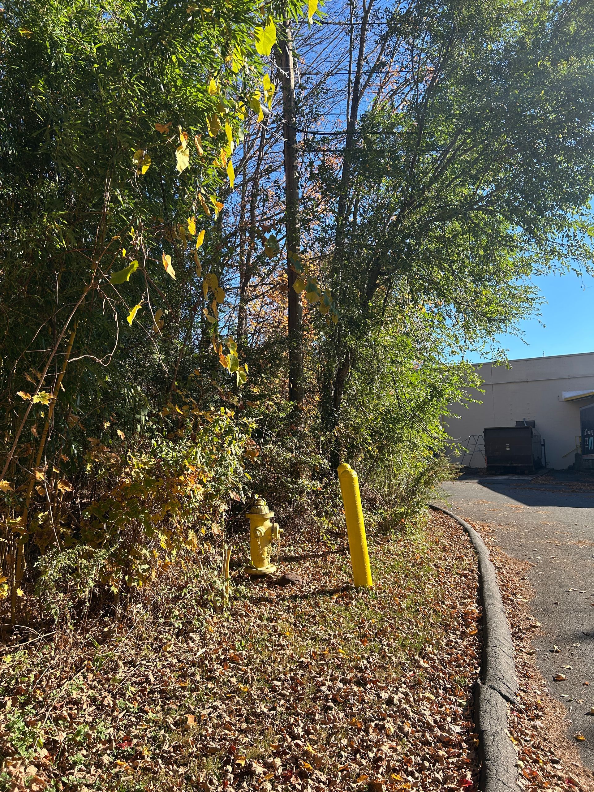 Leafy shrubs beside a curb, with two yellow bollards and a building in the background under a blue sky.
