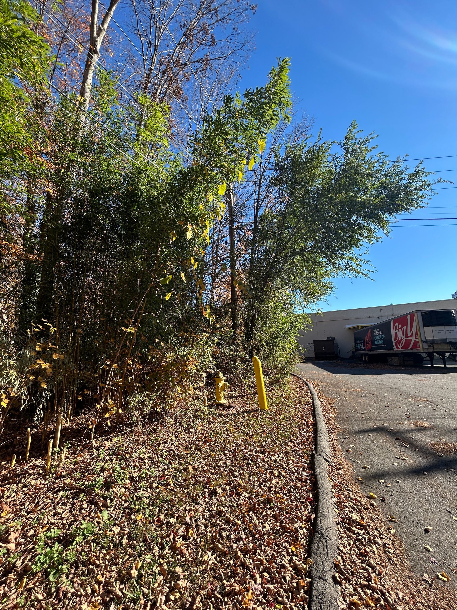 Autumn roadside with trees, fallen leaves, and a parked truck under a clear blue sky