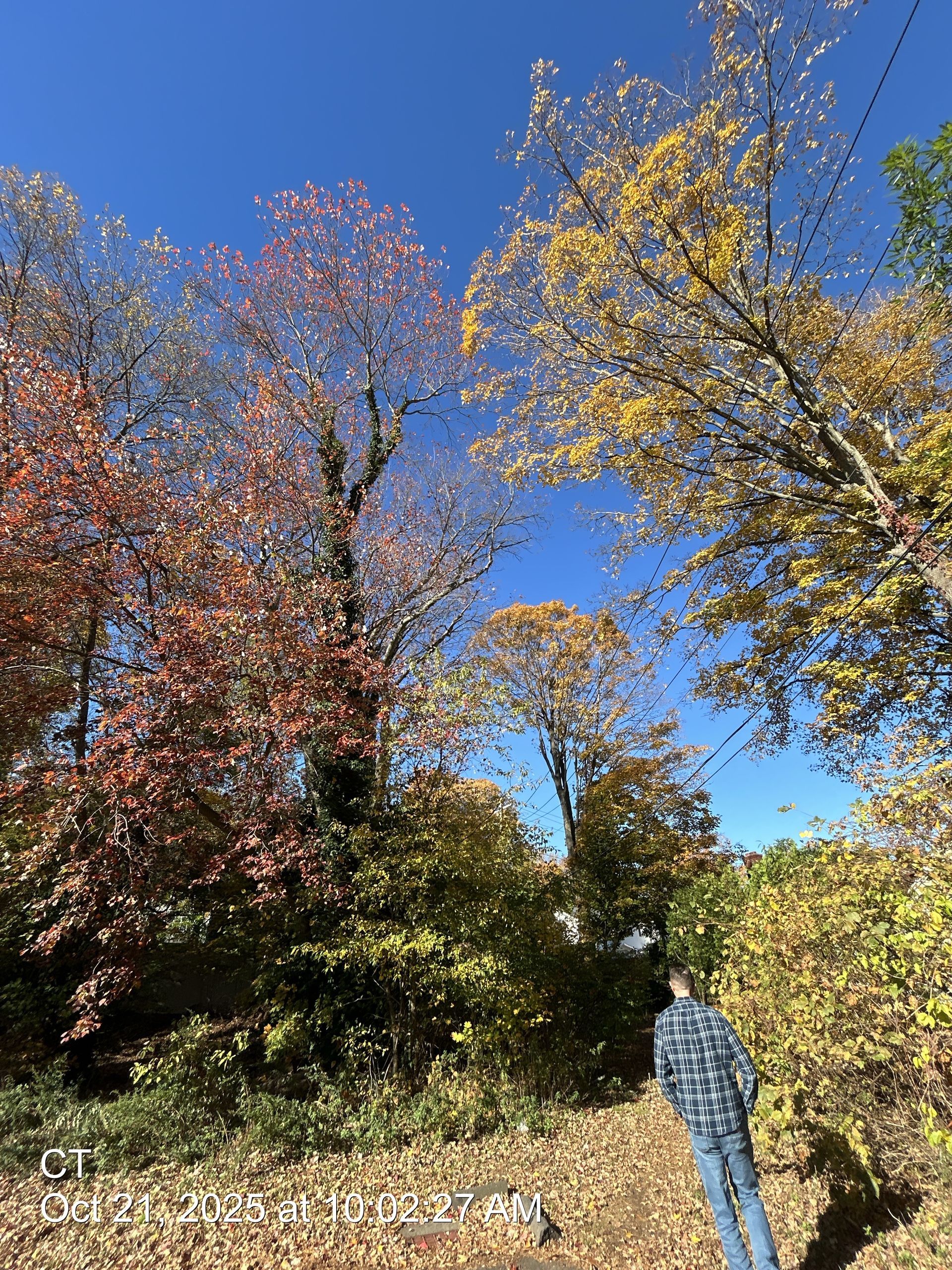 Person standing on a path under tall autumn trees against a bright blue sky