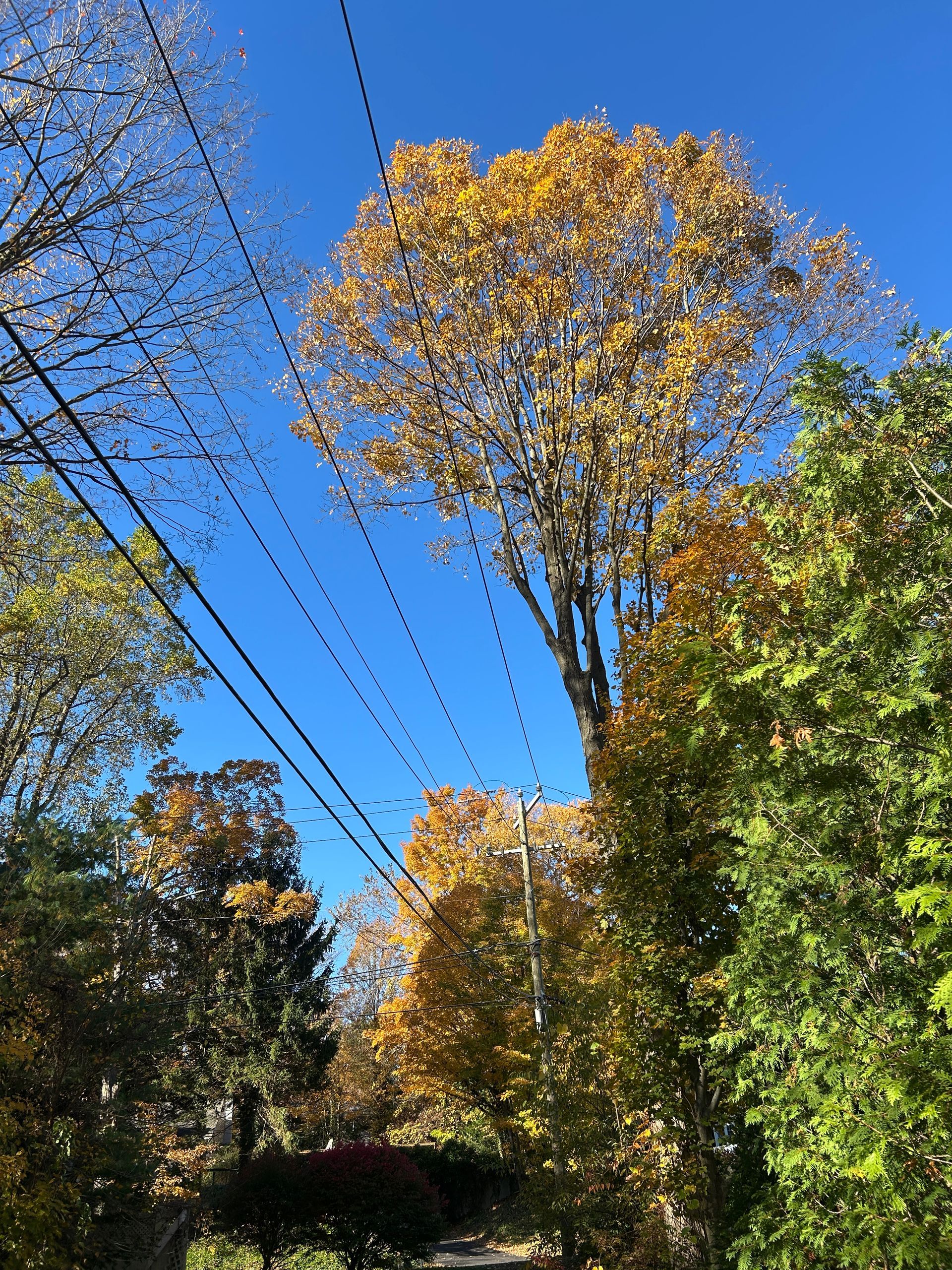 Autumn trees with yellow leaves under a clear blue sky, with power lines crossing overhead