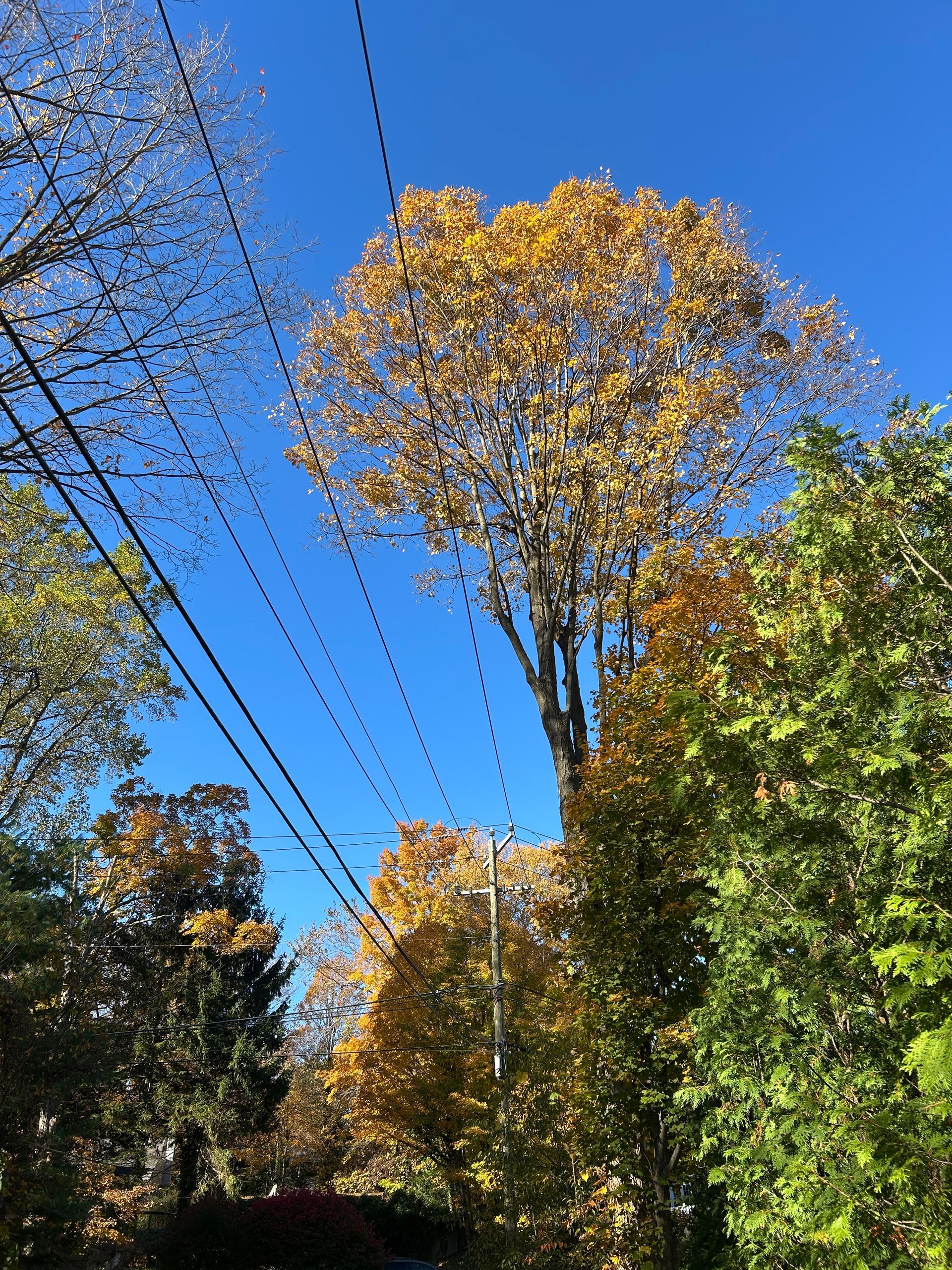 Autumn trees under power lines against a bright blue sky
