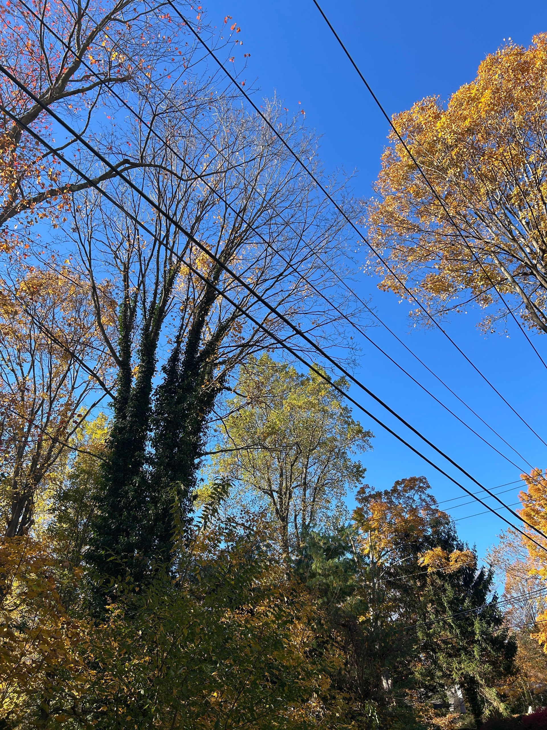 Trees with autumn leaves against a bright blue sky, with power lines overhead.