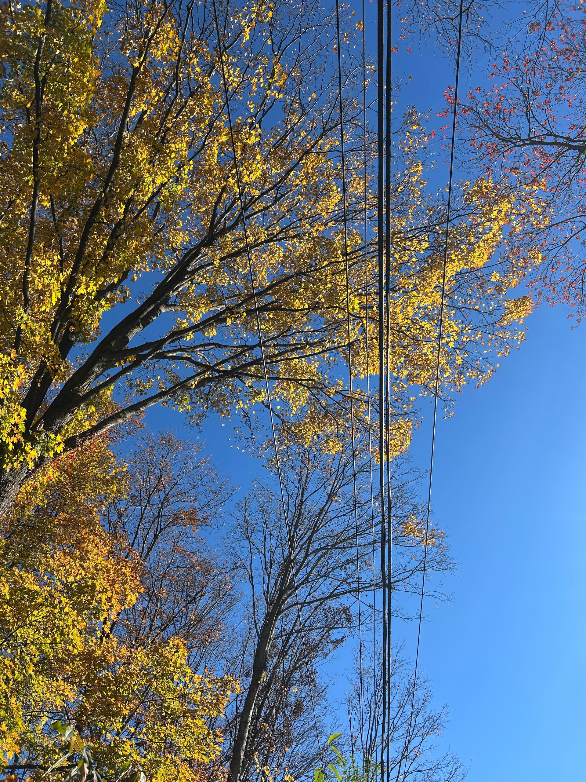 Tall autumn trees with yellow leaves against a clear blue sky, seen from below