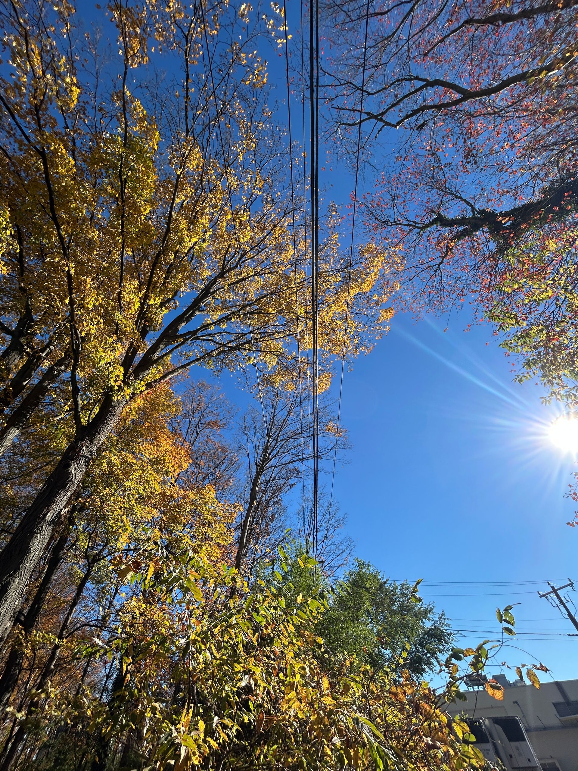 Autumn trees with yellow leaves under a bright blue sky and sunburst, seen from below