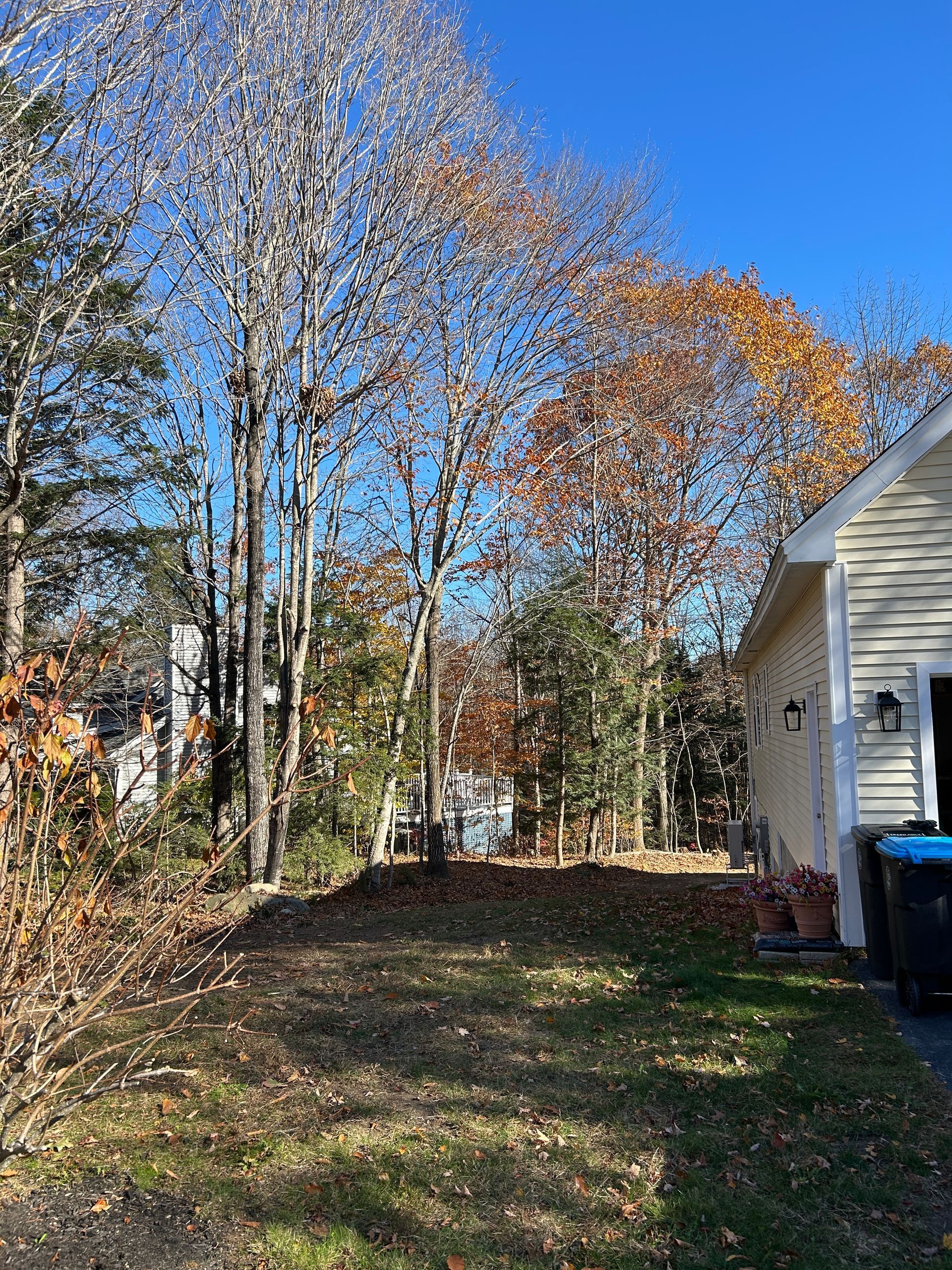 Leafy backyard beside a white house, with tall autumn trees and a grassy yard in sunlight