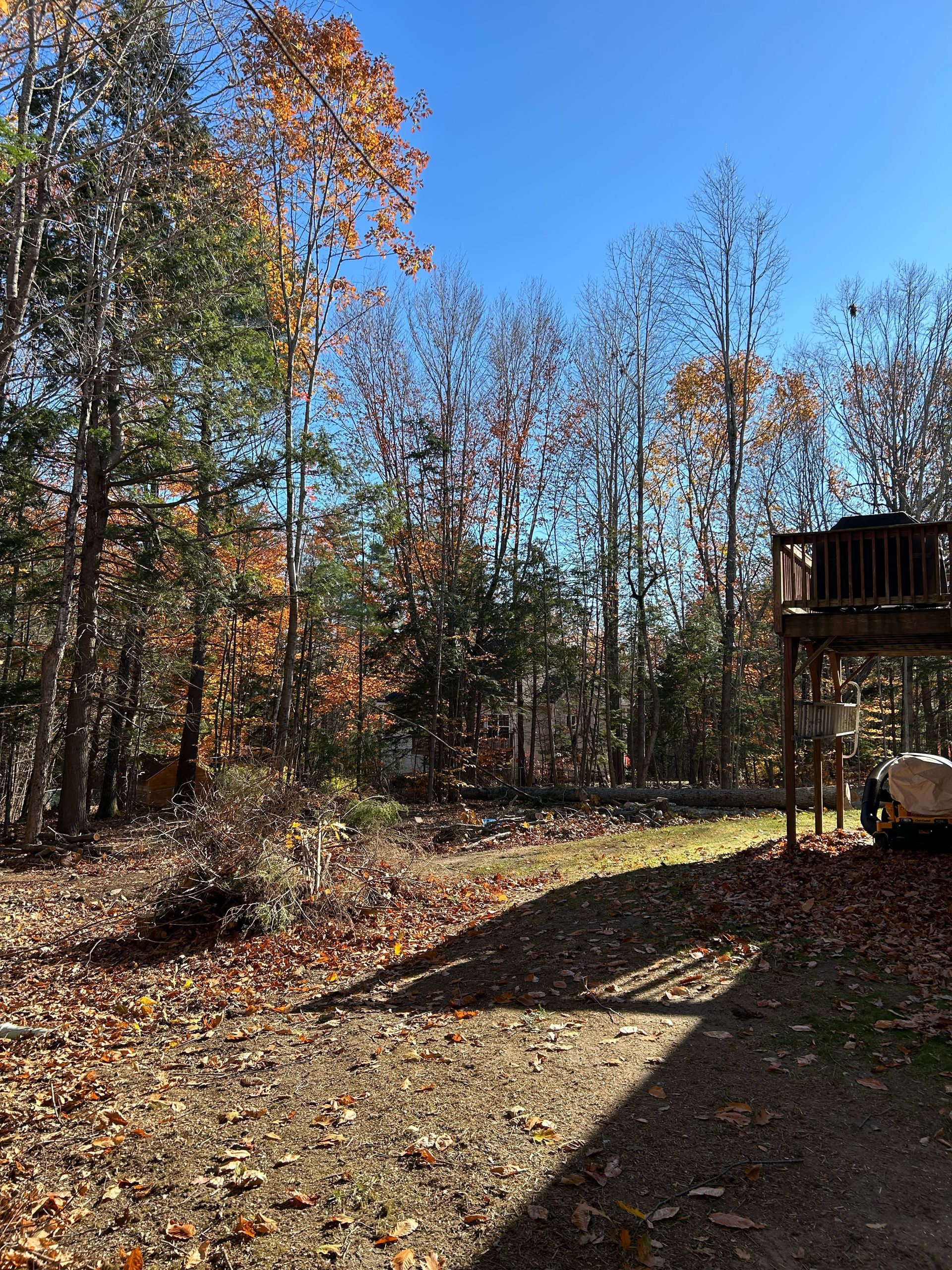 Sunlit autumn backyard with trees, fallen leaves, and a wooden deck casting long shadows