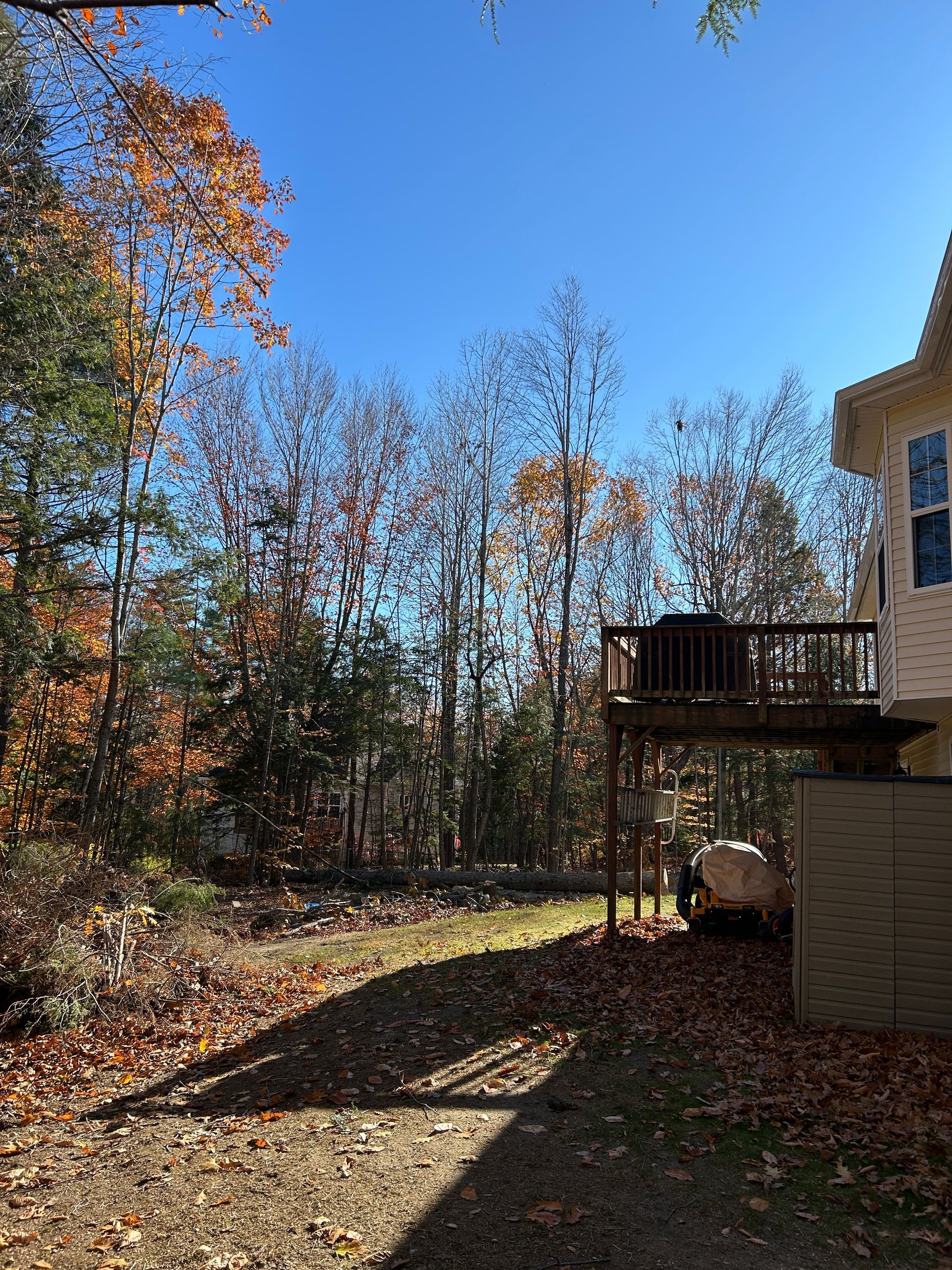 Sunlit backyard with autumn trees, a deck, and a house beside a gravel path.