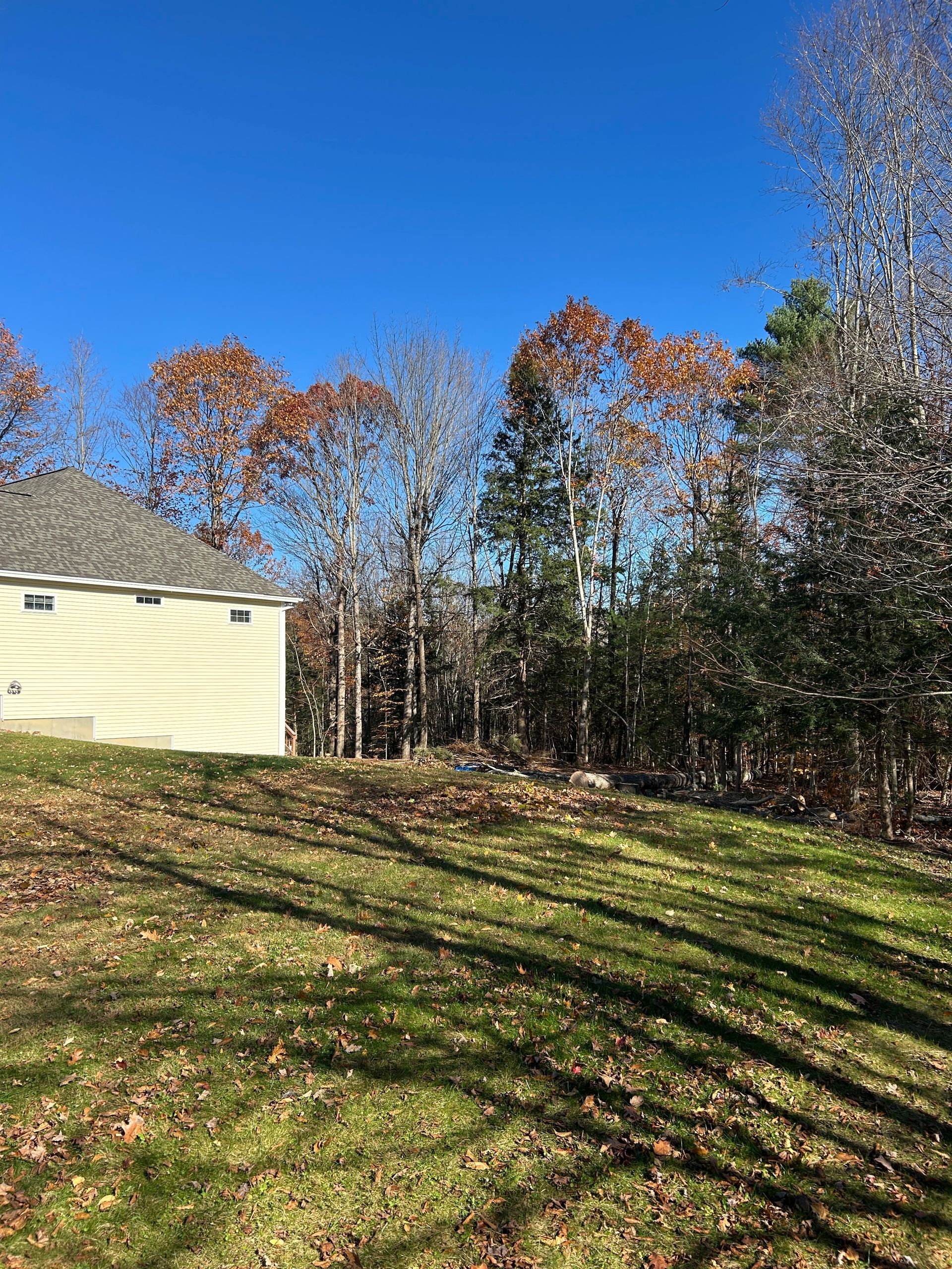Sunlit backyard with a grassy slope, bare trees, and part of a house under a clear blue sky