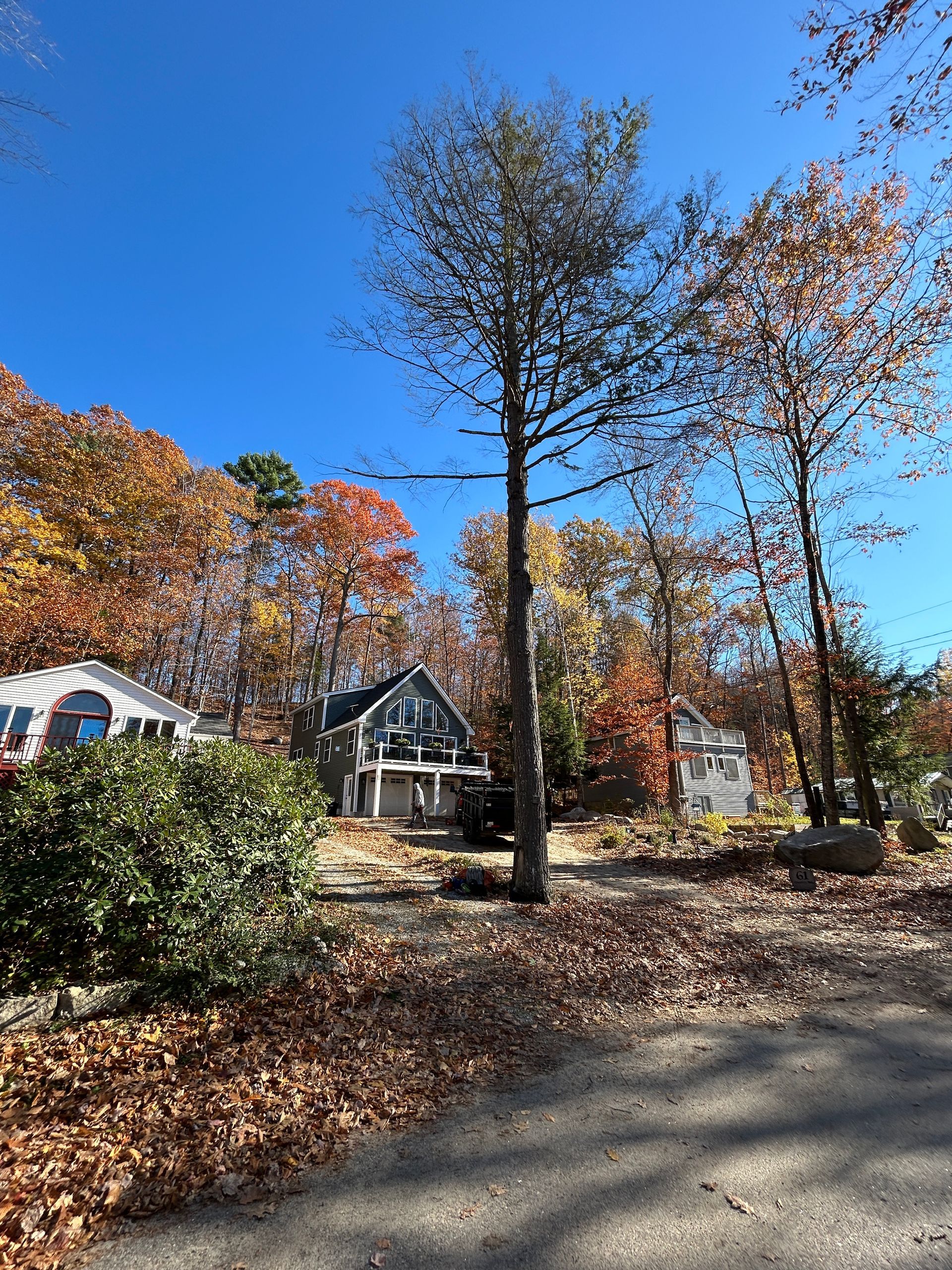 Autumn suburban street with tall tree, fallen leaves, and houses under a clear blue sky