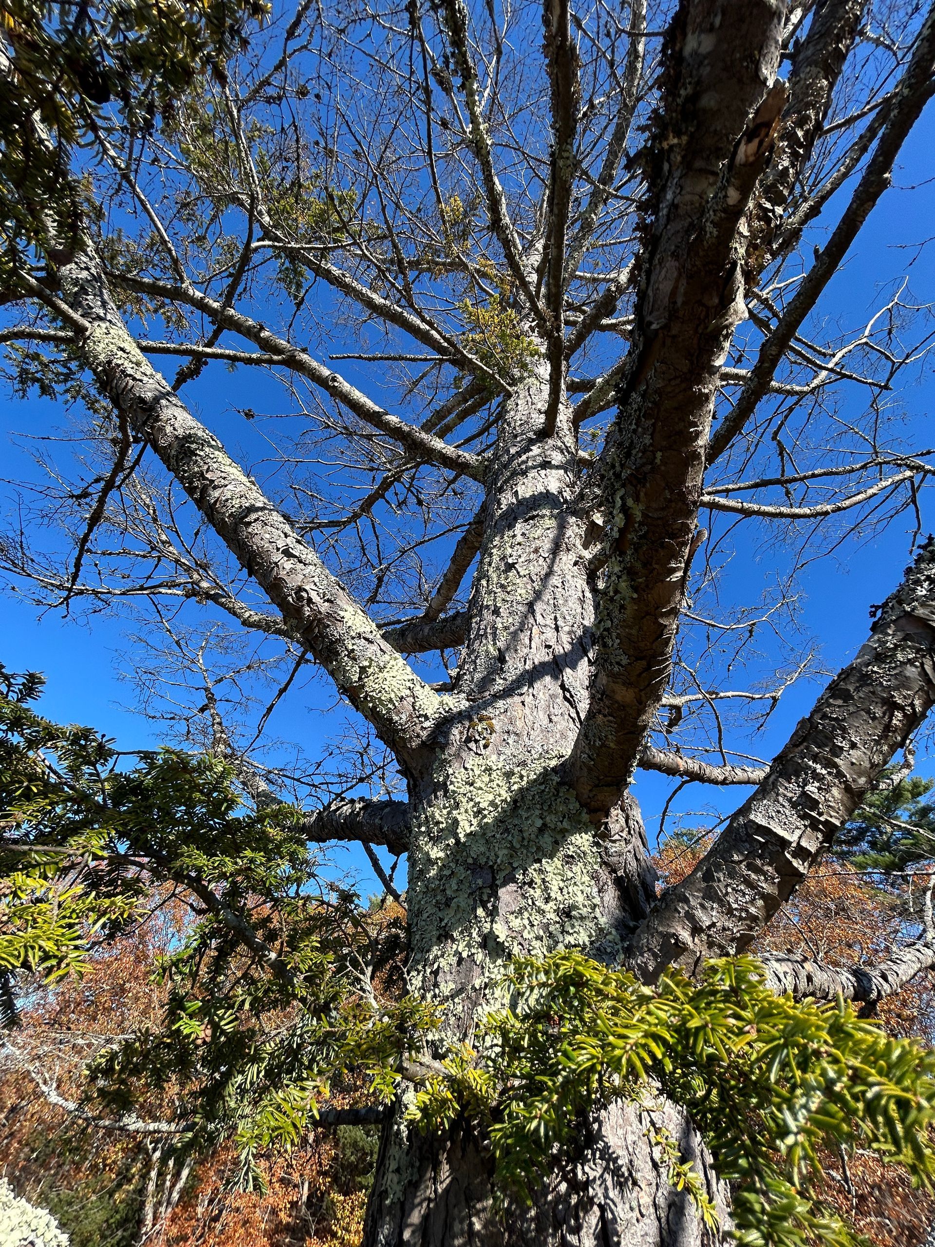 Tall tree with bare branches and ivy against a bright blue sky