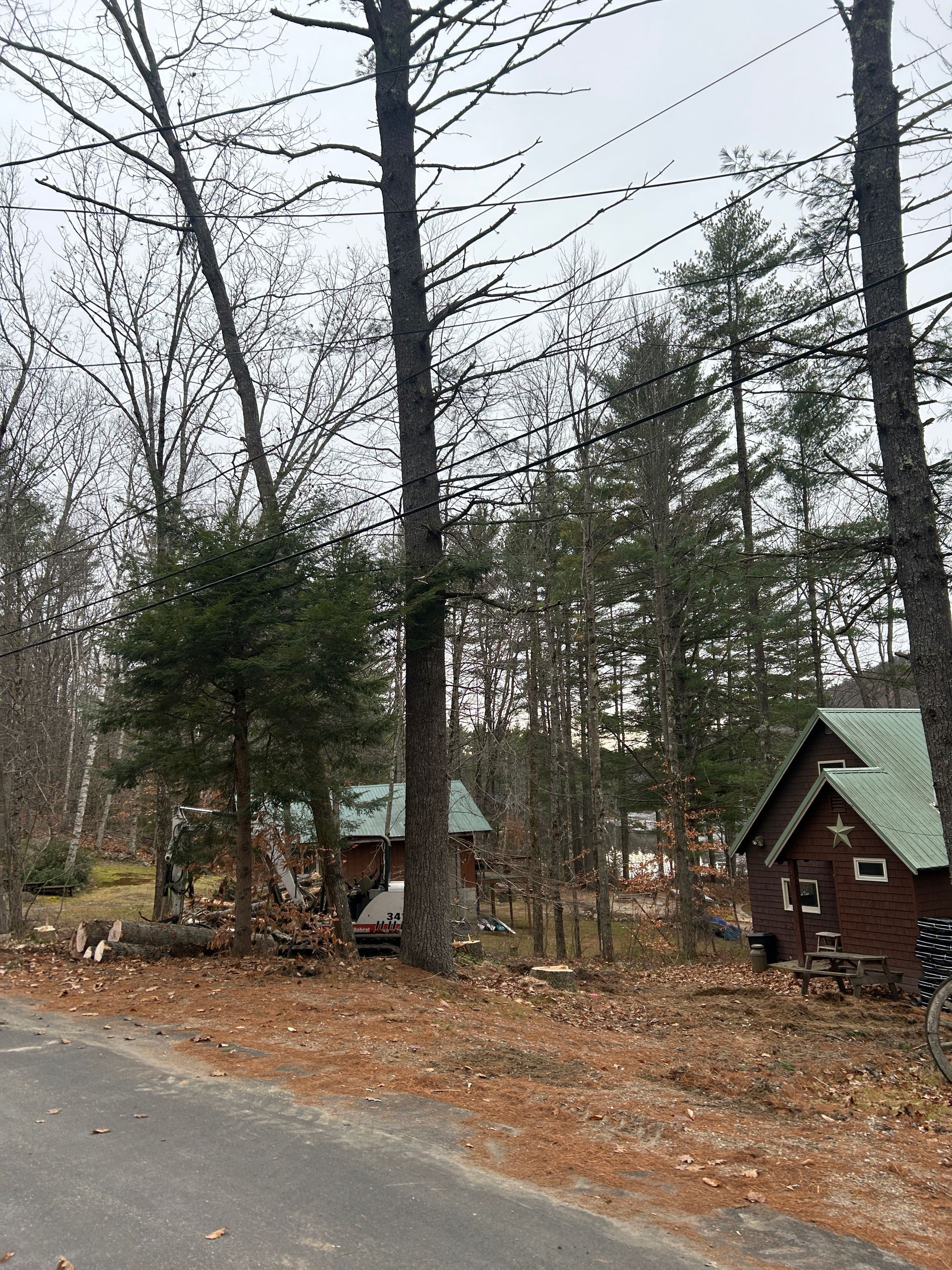 A wooded roadside with tall bare trees and small cabins in the background.