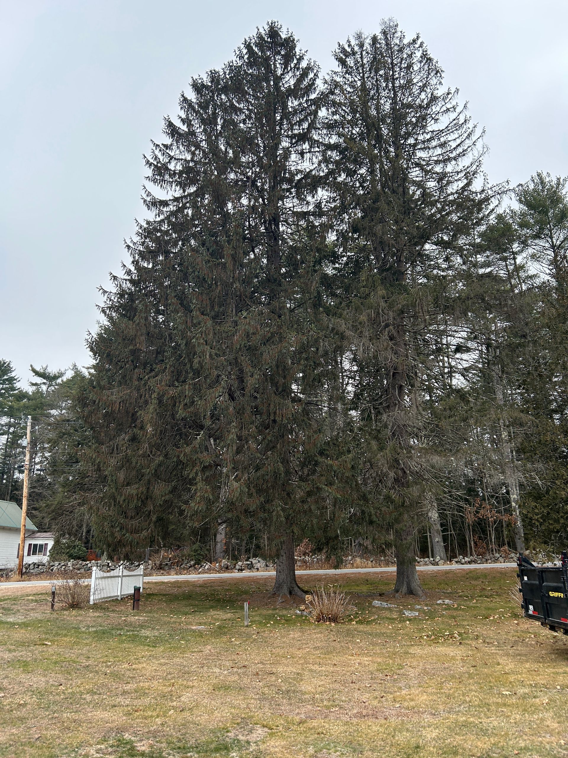 Two large evergreen trees in a grassy yard with a few leaves scattered around