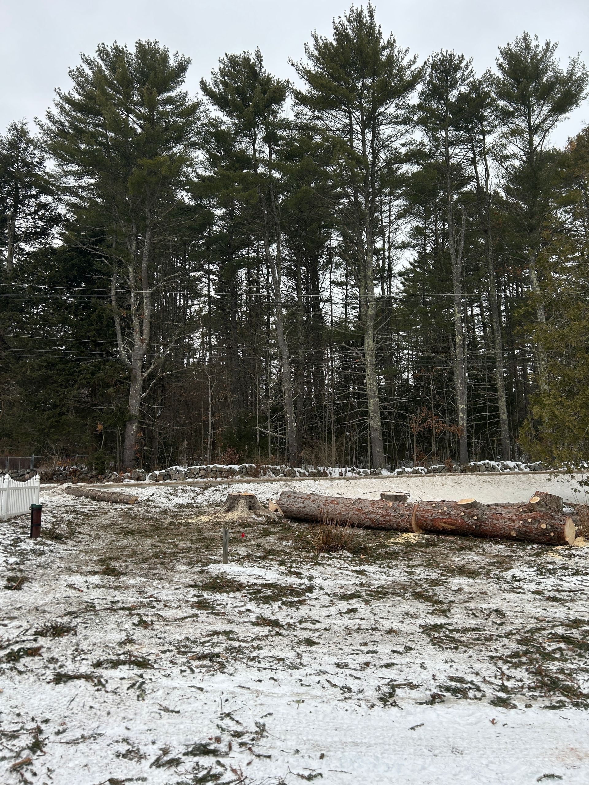 Snow-dusted clearing with stacked logs in front of a dense pine forest