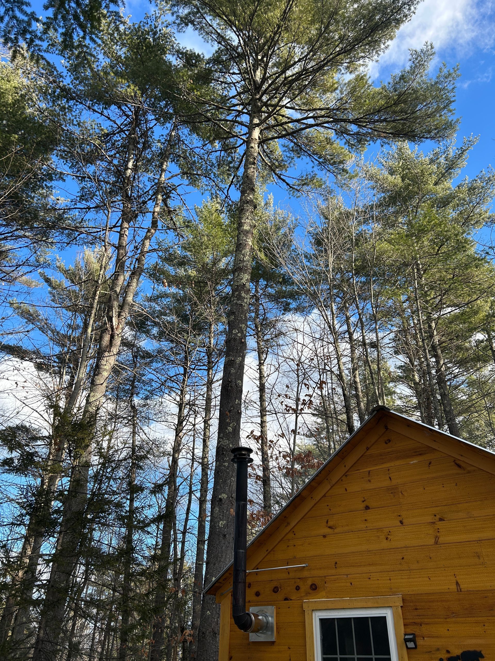Tall pine trees above a small yellow wooden cabin under a bright blue sky