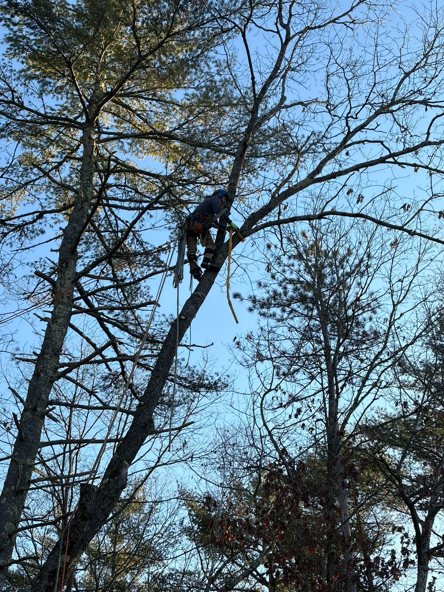 Tall trees with bare branches against a blue sky, with a dark bird perched near the center.