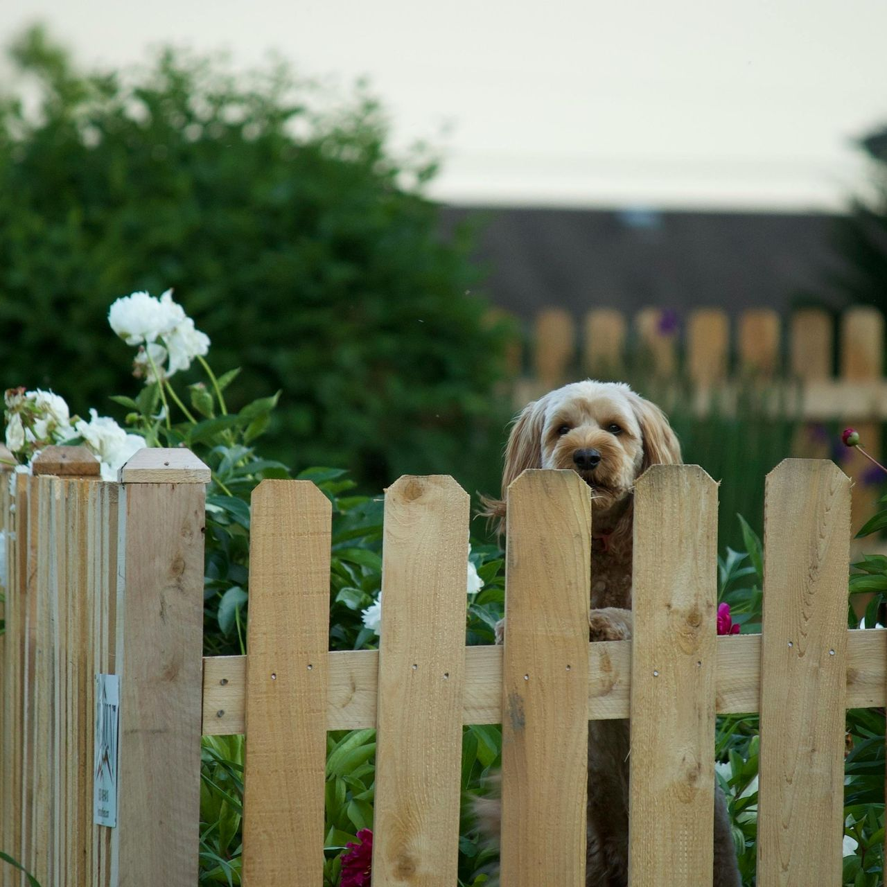 Fencing Installation - Masters Home Pros
