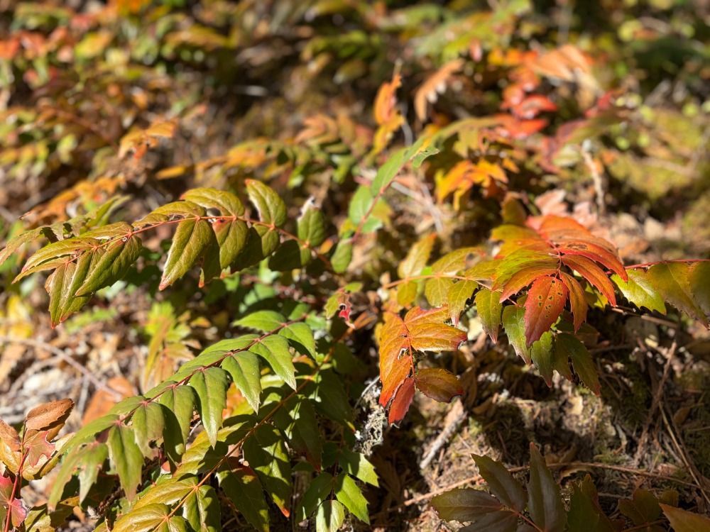 Medicine after the Grid Falls: why plant skills matter, and how to start now.