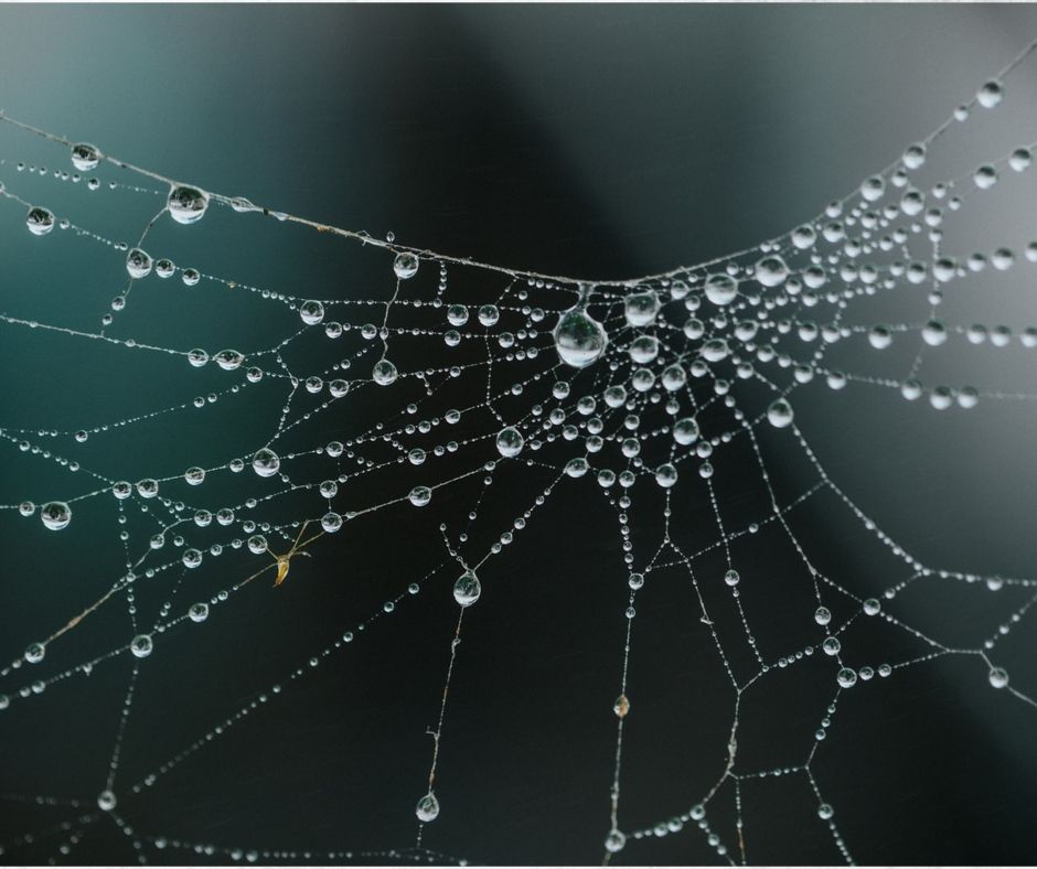 Fascia a bit like a spiderweb but made of a gel like substance, that supports and holds everything together.