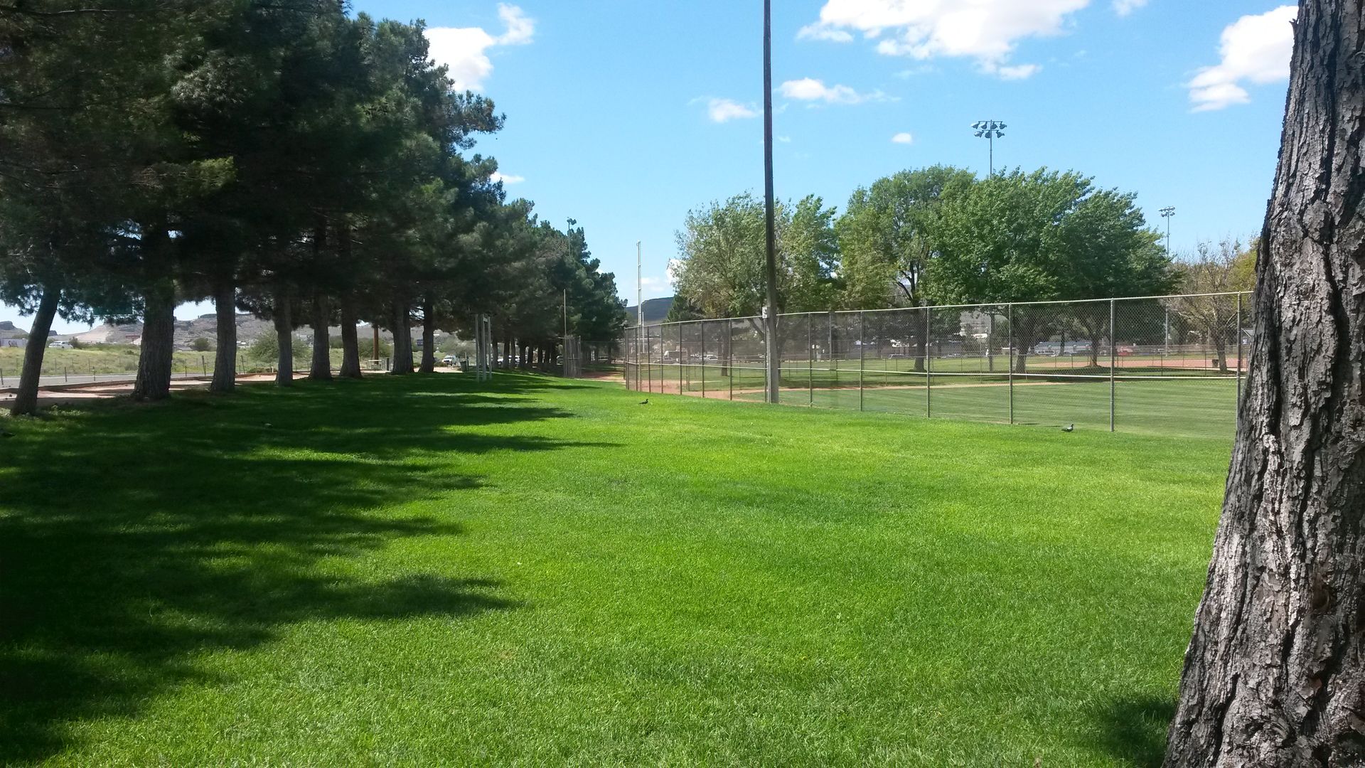 A lush green field with trees and a fence in the background