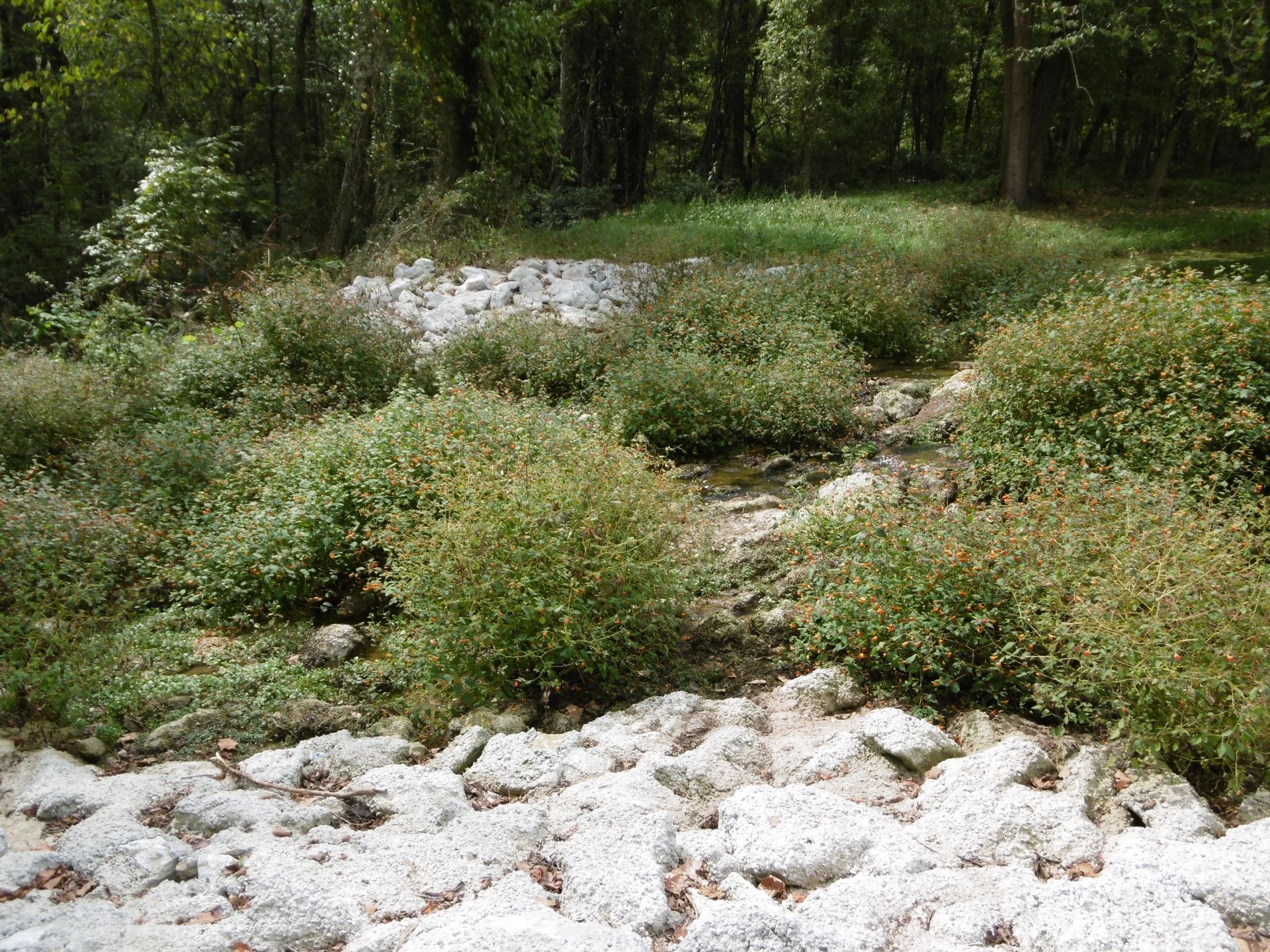 A small stream running through a lush green forest surrounded by trees and rocks.