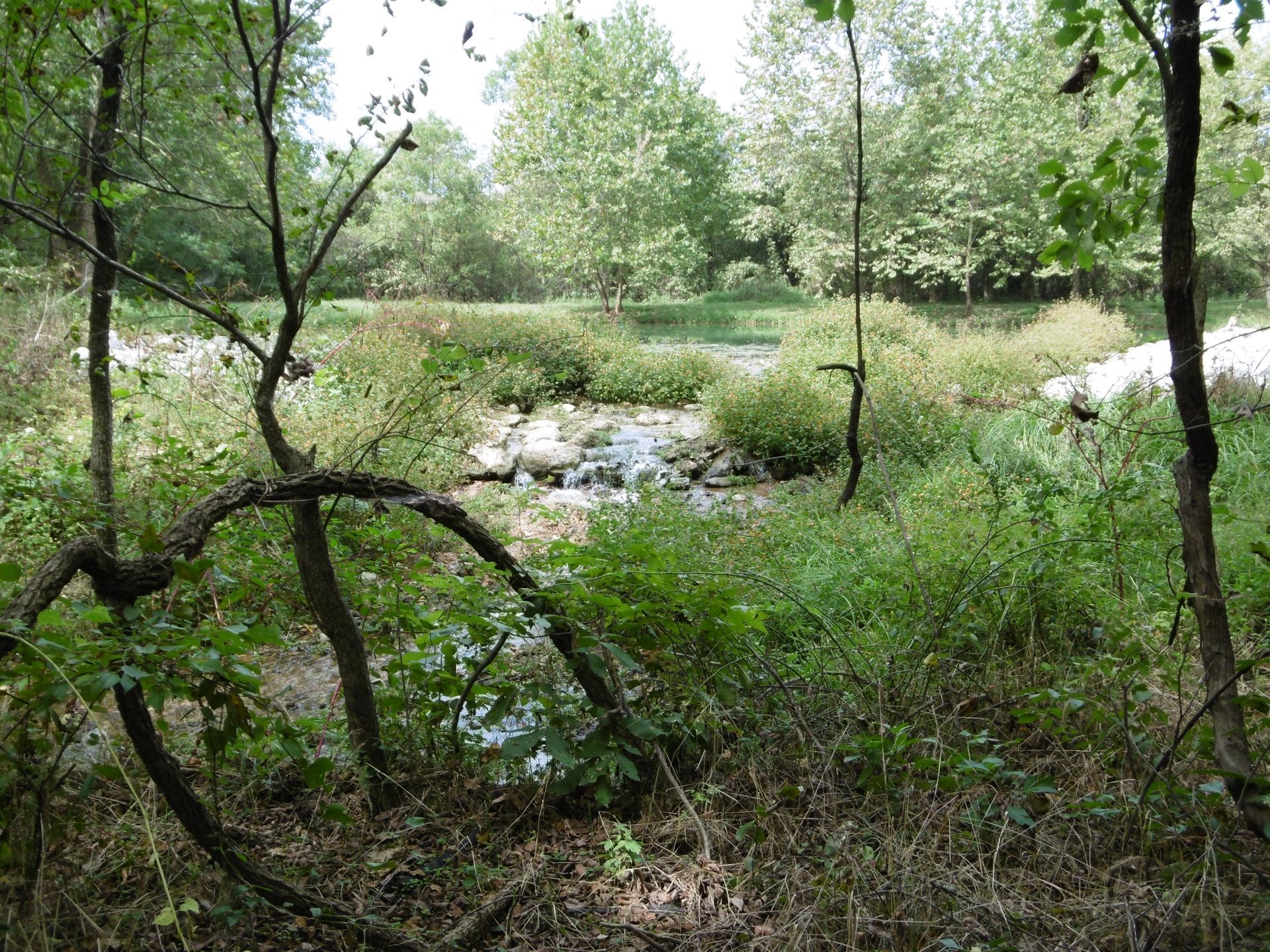 A tree branch is hanging over a stream in the woods.