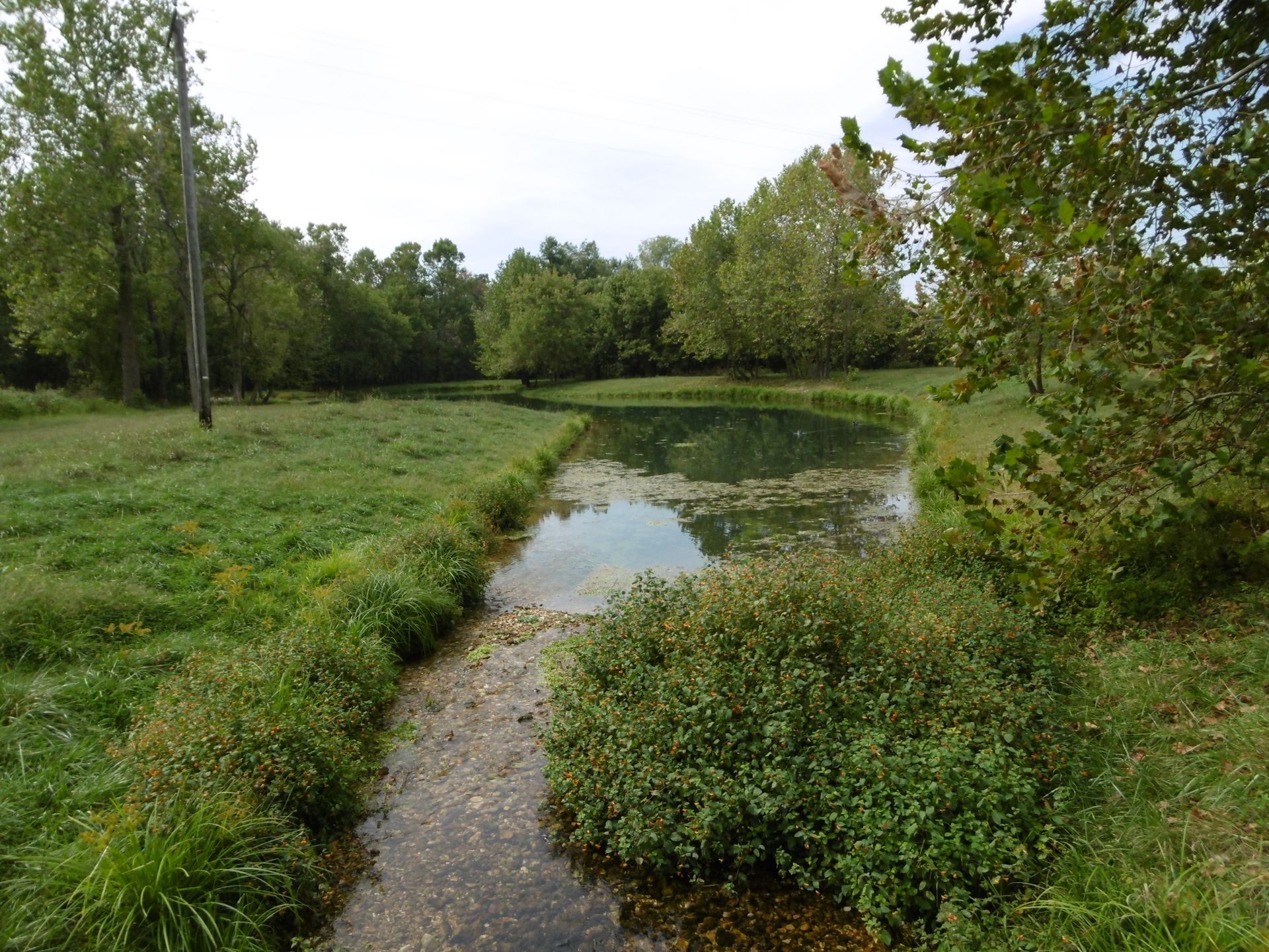 A stream running through a grassy field with trees in the background
