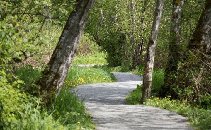 A path in the middle of a forest surrounded by trees and grass.