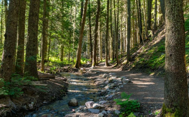 A path in the woods with a stream running through it.