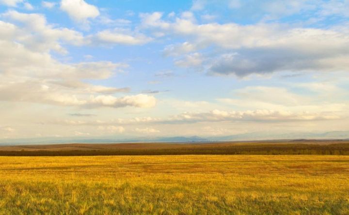 A field of yellow flowers with a blue sky and clouds in the background.