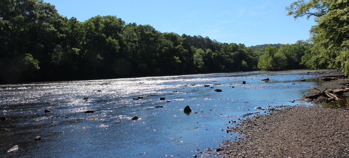 A river surrounded by trees on a sunny day