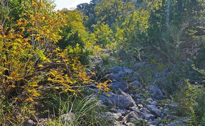 A stream running through a lush green forest surrounded by trees and rocks.