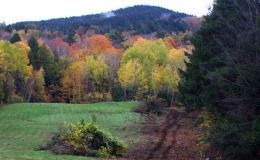 A field with trees and mountains in the background