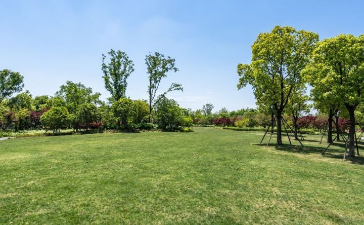 A lush green field surrounded by trees on a sunny day.