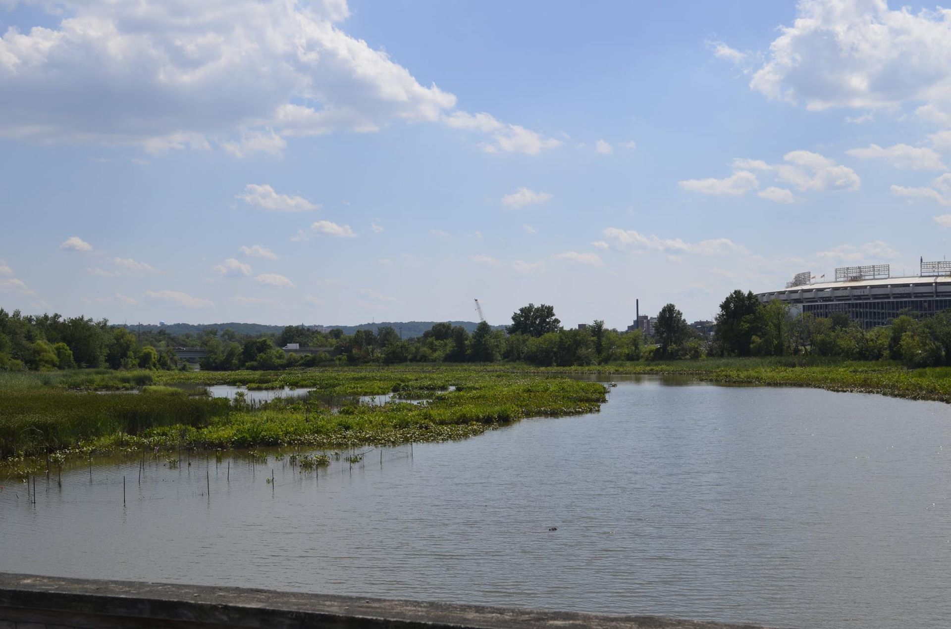 A large body of water surrounded by trees on a sunny day.