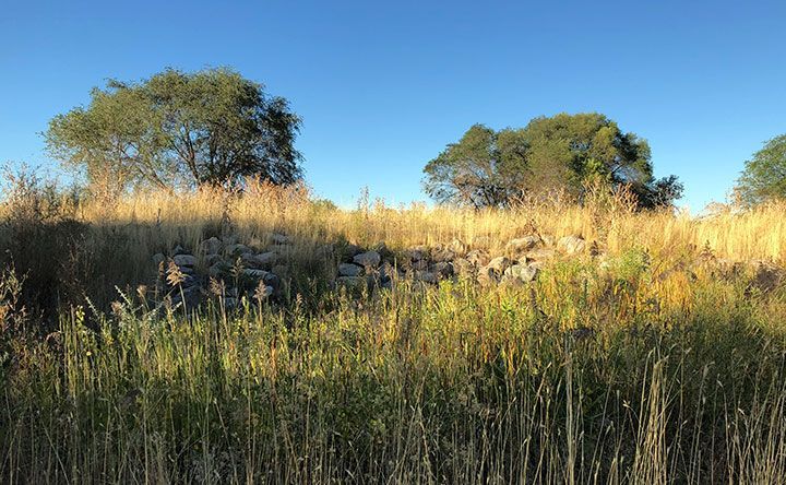 A field of tall grass with trees in the background.