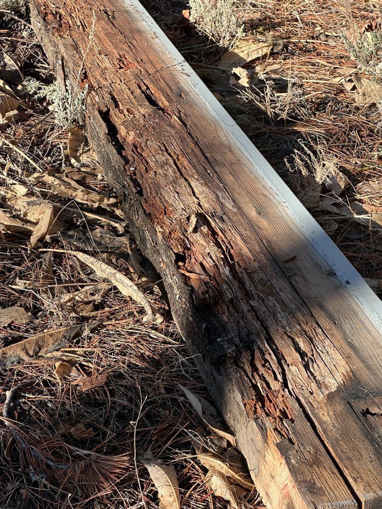 Close-up of a decaying fallen tree trunk with rough bark and dry leaves on the forest floor.