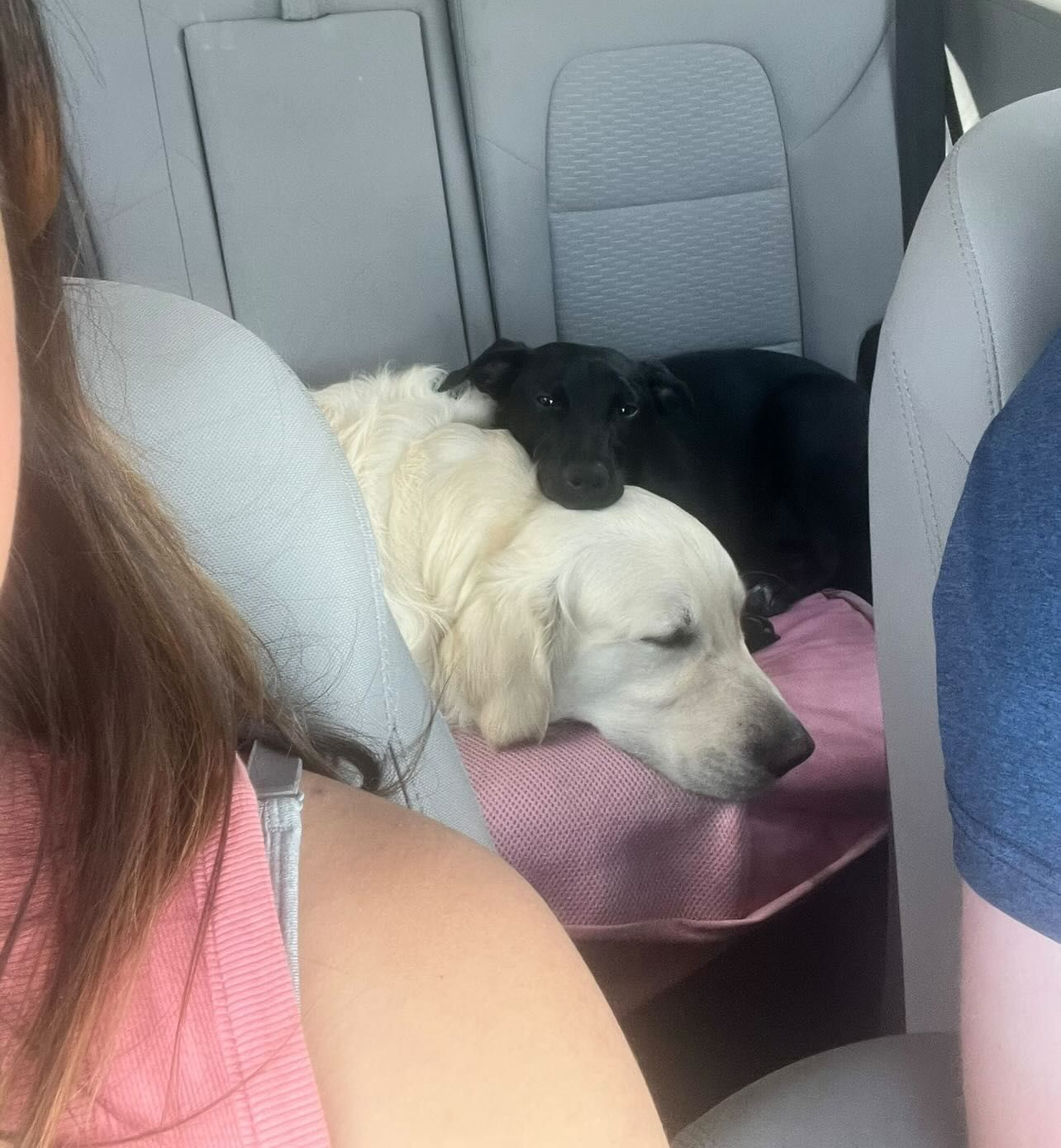 Two dogs, one white and one black, sleeping on a pink blanket in a car back seat.