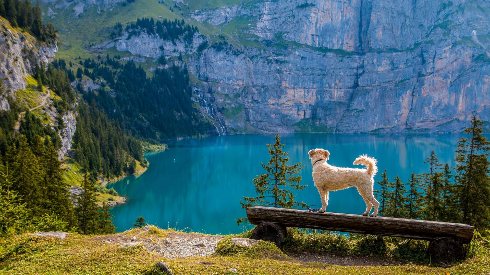 Dog stands on a log bench, overlooking a turquoise lake surrounded by mountains and trees.