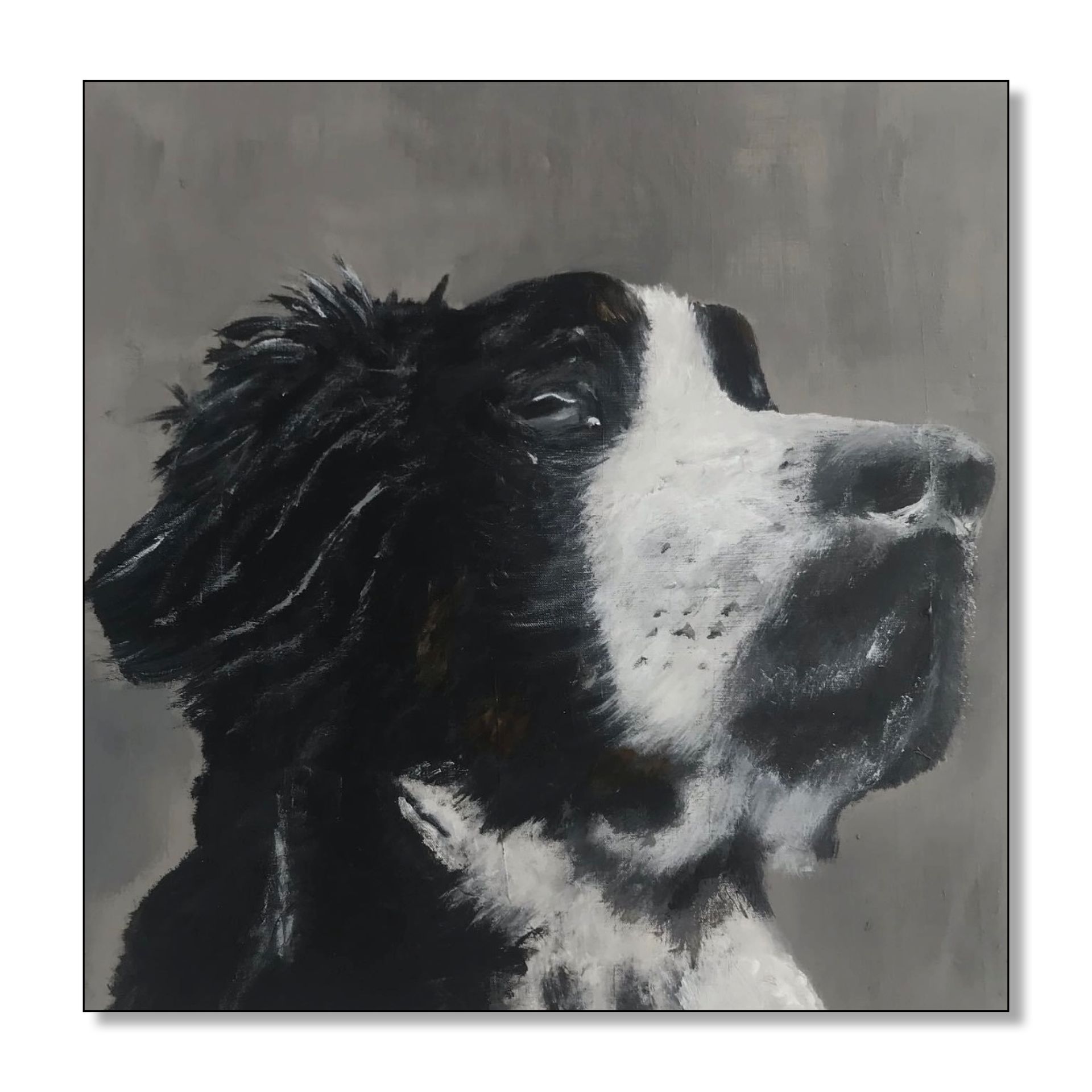 Een zwart-witte hond met zachte vacht en een geconcentreerde blik, tegen een grijze achtergrond.