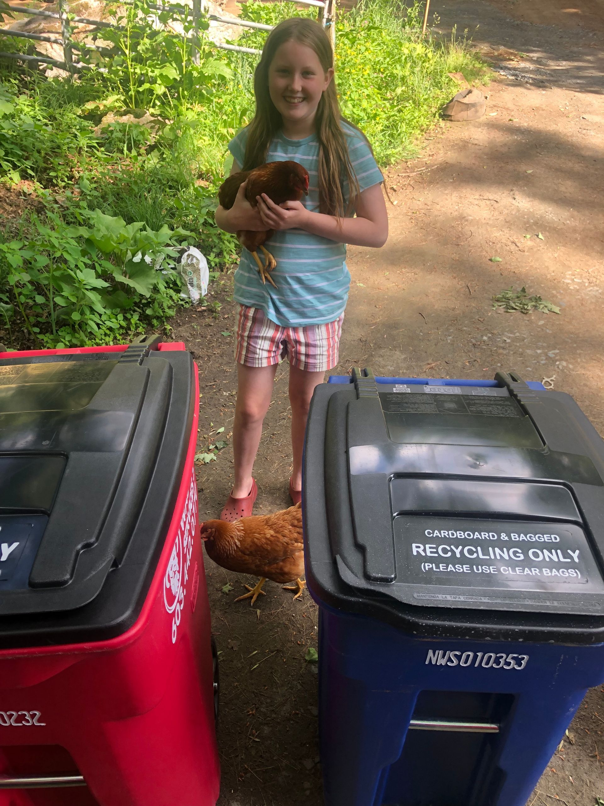 Girl holding a chicken, standing between red and blue recycling bins, another chicken on the ground.