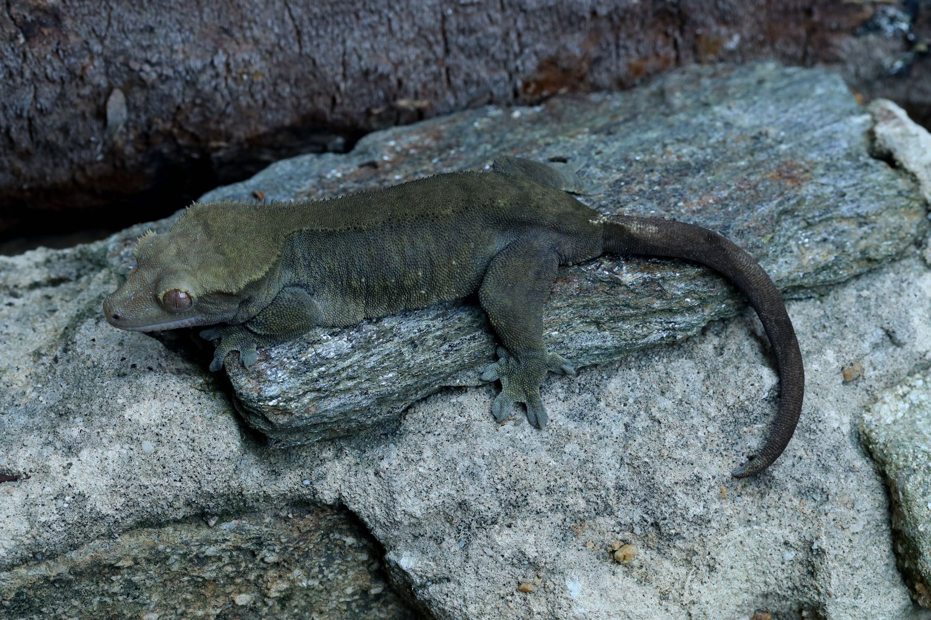 Females | AJD Reptiles