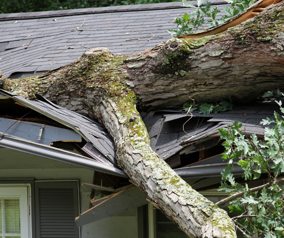 A tree has fallen on the roof of a house