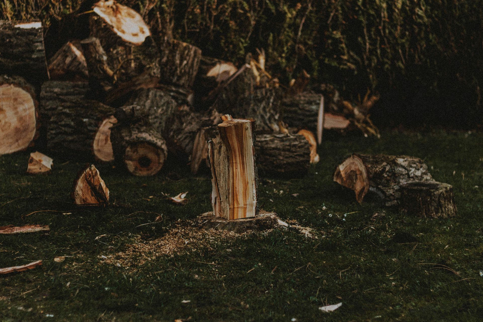 Cut logs and stumps scattered on dark forest ground near a wooded clearing