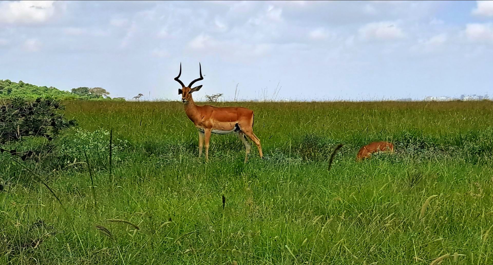 Impala Kenya safari Epic Golf Safaris